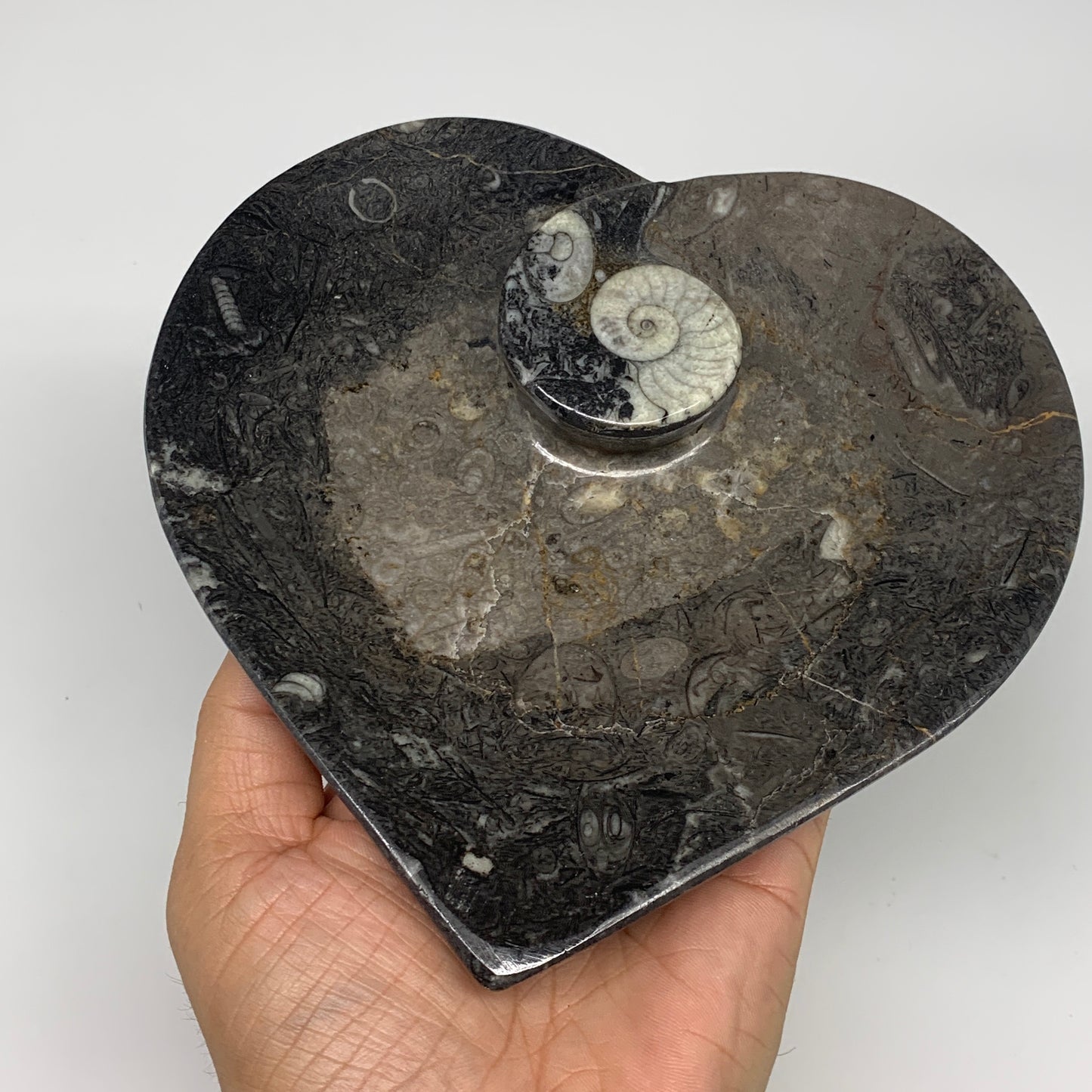 2pcs Set, 6.25"x6.25" Heart Fossils Orthoceras Ammonite Bowls @Morocco, B8474