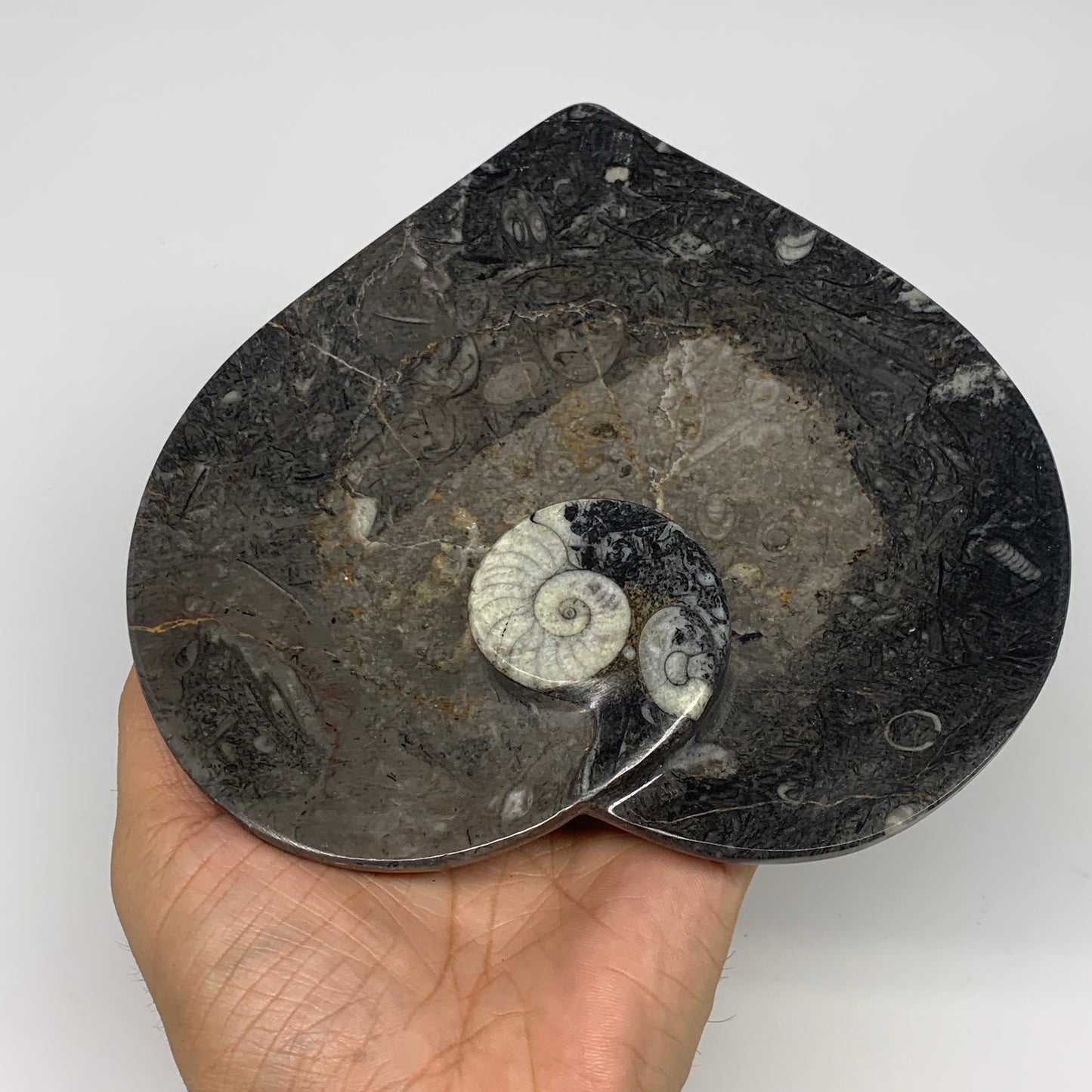 2pcs Set, 6.25"x6.25" Heart Fossils Orthoceras Ammonite Bowls @Morocco, B8474