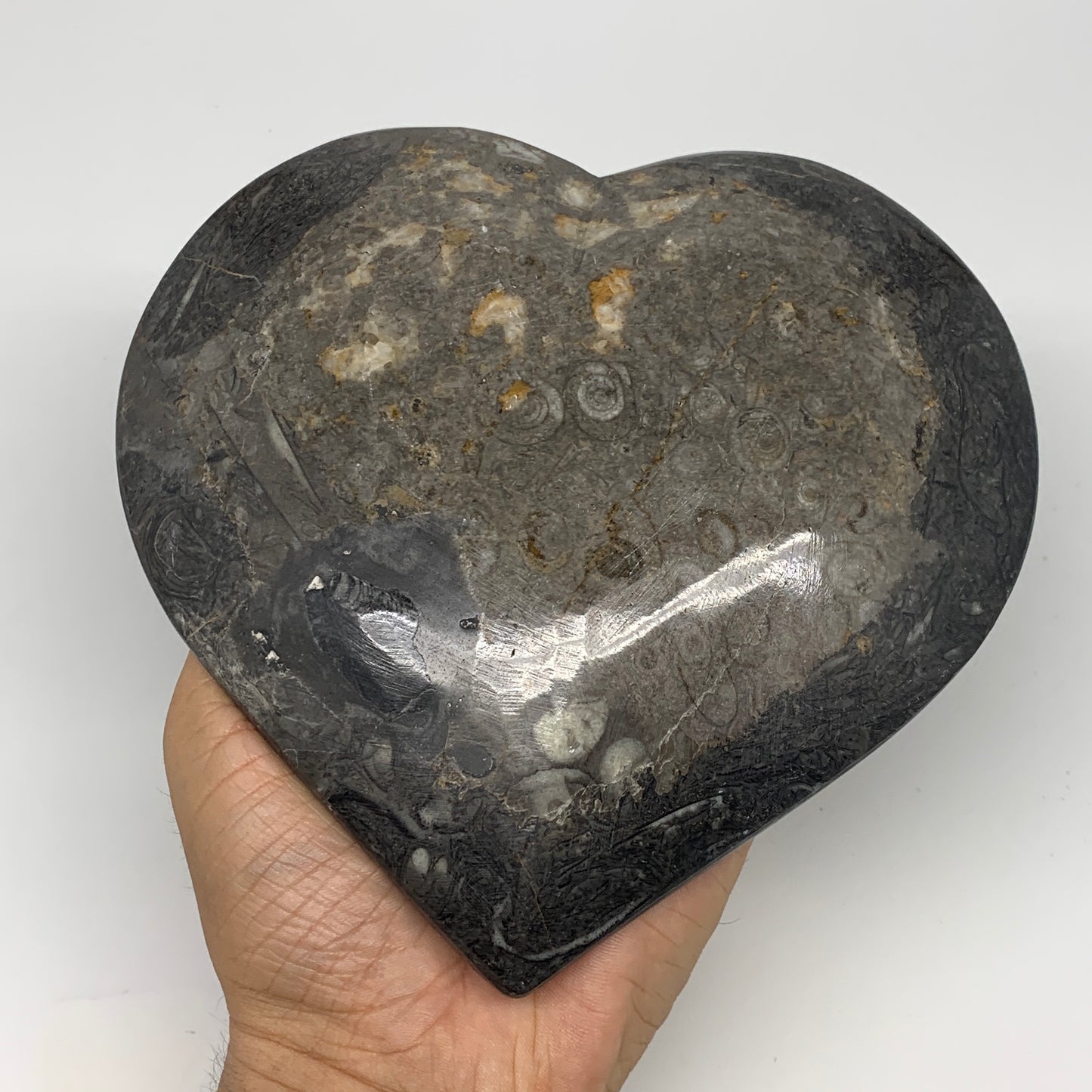 2pcs Set, 6.25"x6.25" Heart Fossils Orthoceras Ammonite Bowls @Morocco, B8474
