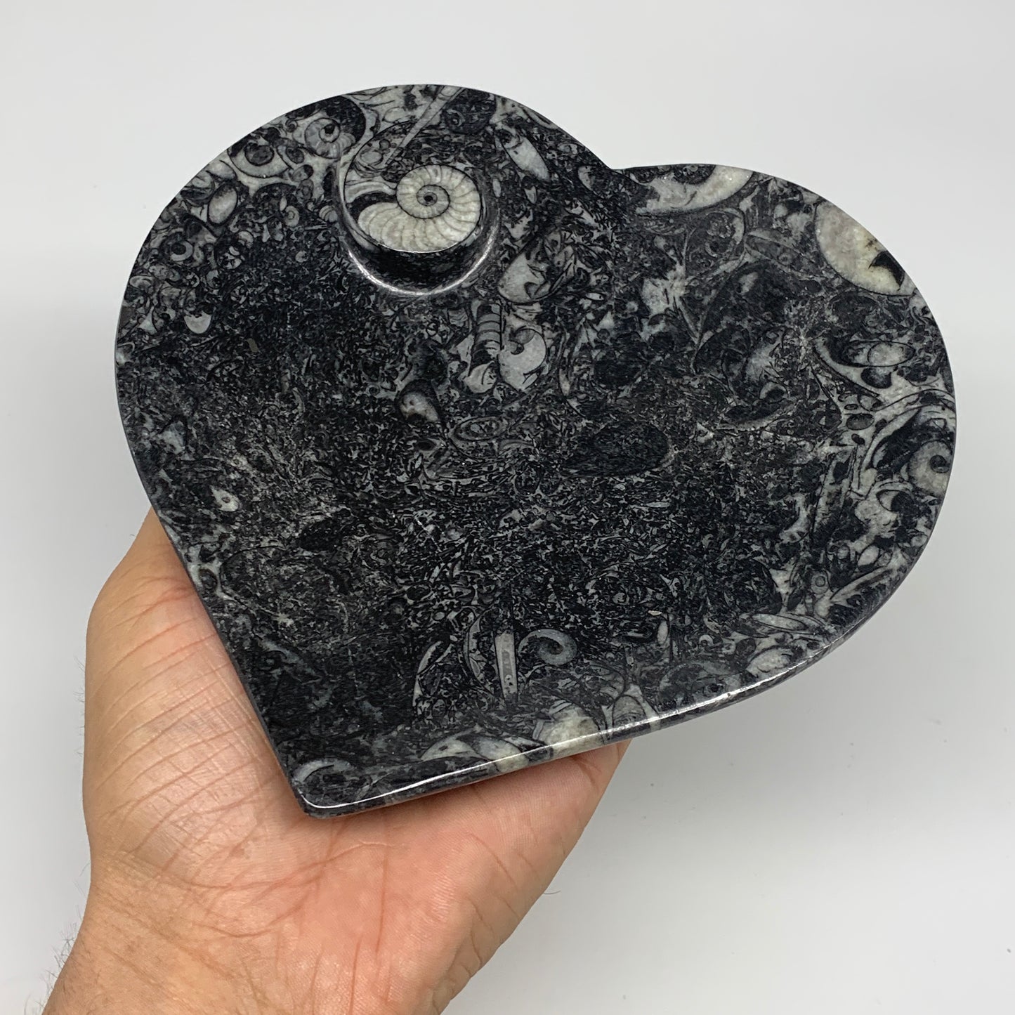 2pcs Set, 6.25"x6.25" Heart Fossils Orthoceras Ammonite Bowls @Morocco, B8476