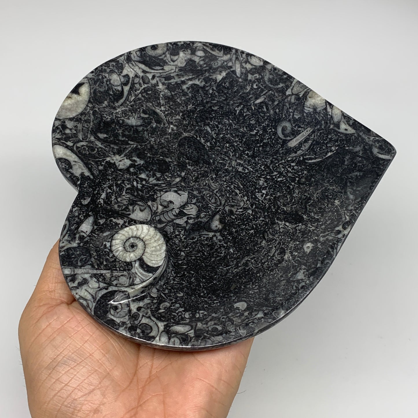 2pcs Set, 6.25"x6.25" Heart Fossils Orthoceras Ammonite Bowls @Morocco, B8476