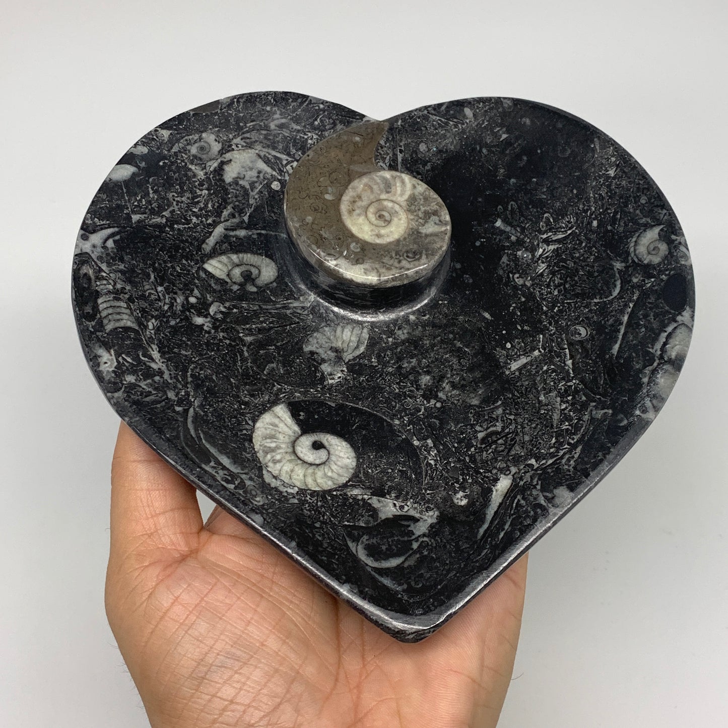 2pcs Set, 6.25"x6.25" Heart Fossils Orthoceras Ammonite Bowls @Morocco, B8476