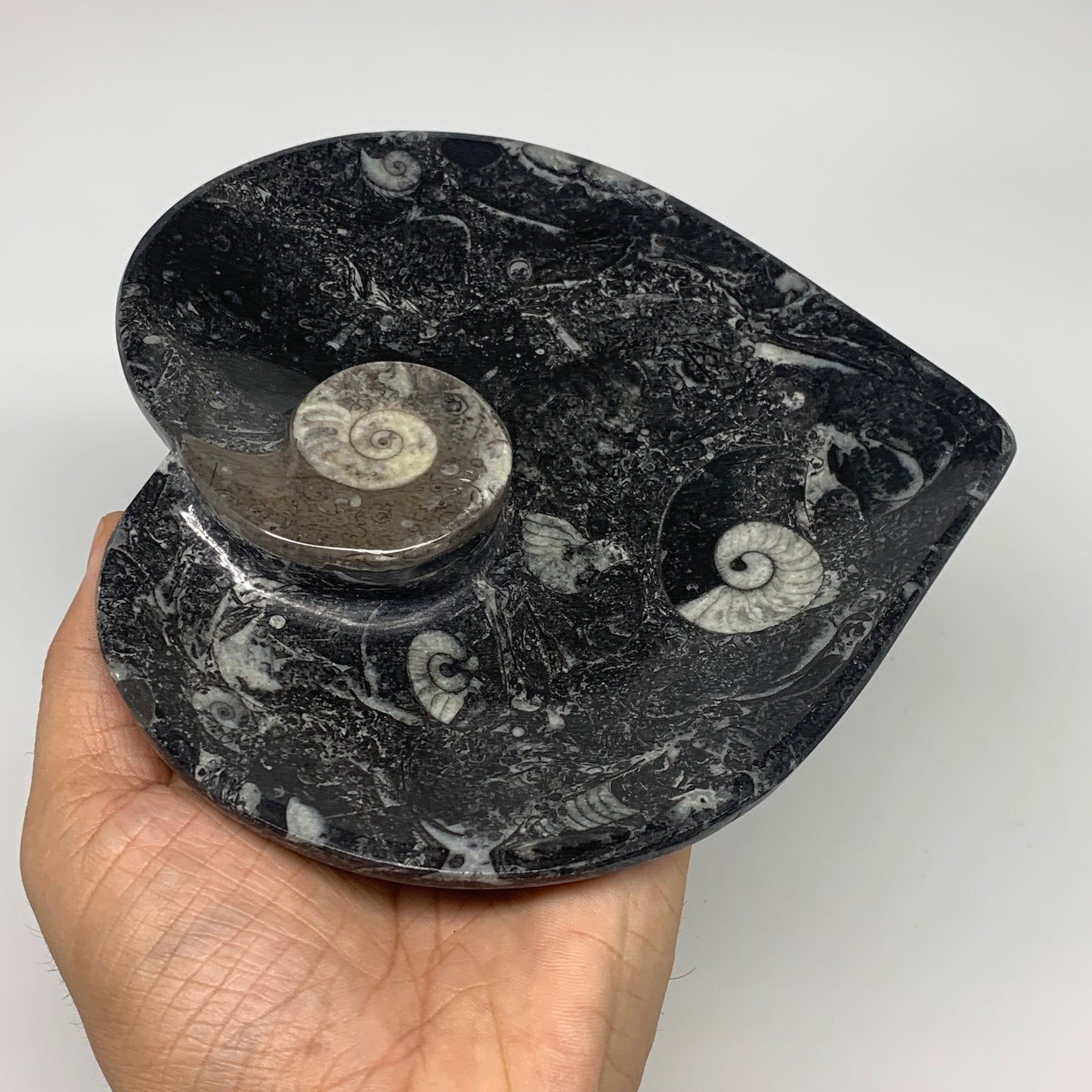 2pcs Set, 6.25"x6.25" Heart Fossils Orthoceras Ammonite Bowls @Morocco, B8476