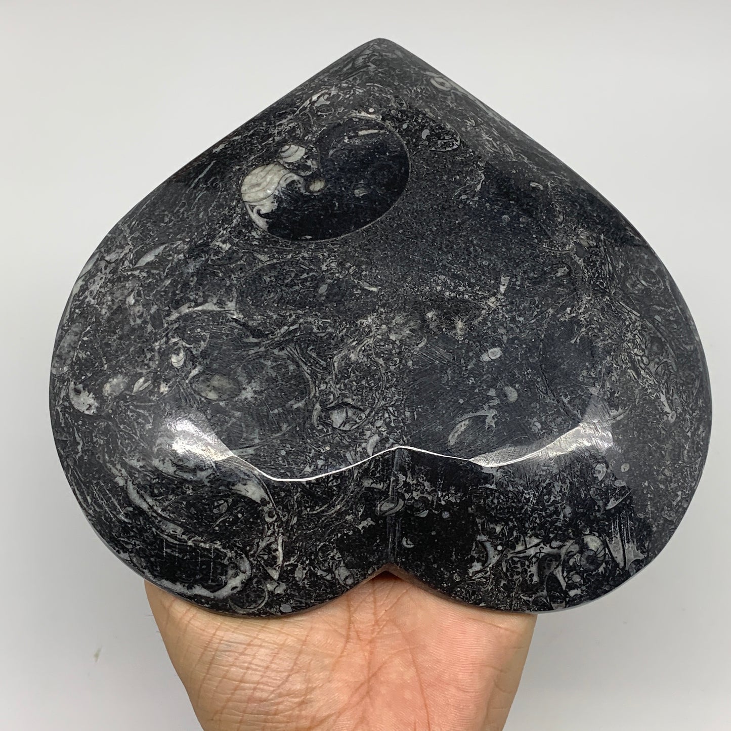 2pcs Set, 6.25"x6.25" Heart Fossils Orthoceras Ammonite Bowls @Morocco, B8476