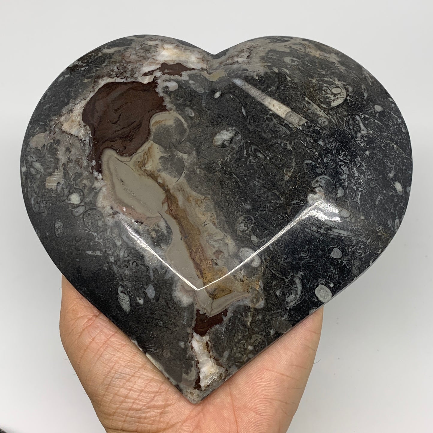 2pcs Set, 6.25"x6.25" Heart Fossils Orthoceras Ammonite Bowls @Morocco, B8477