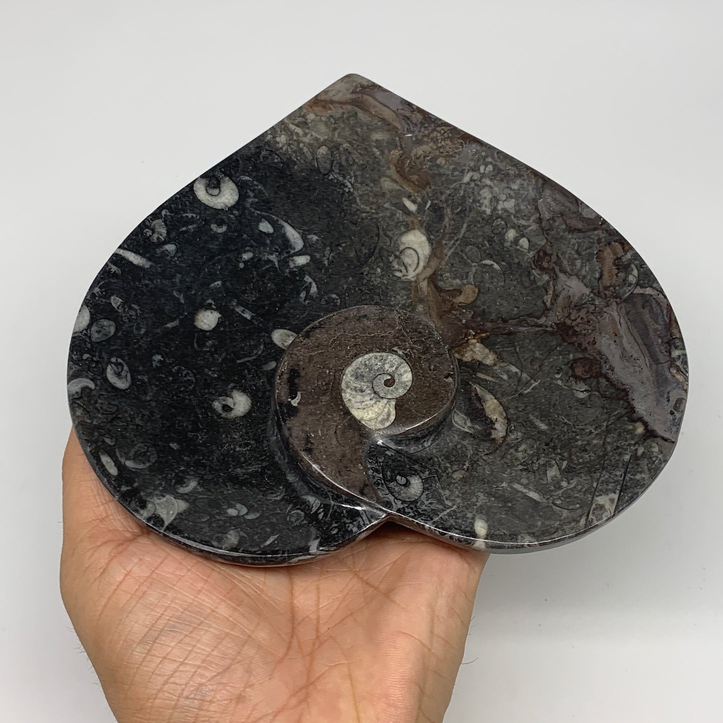 2pcs Set, 6.25"x6.25" Heart Fossils Orthoceras Ammonite Bowls @Morocco, B8477