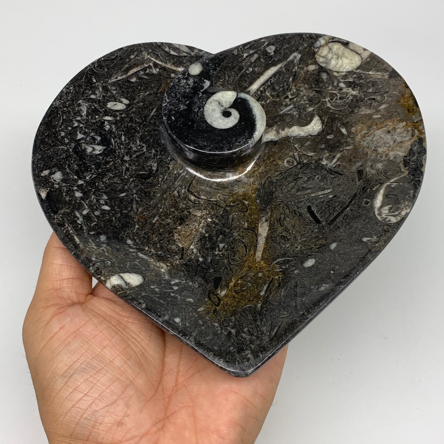 2pcs Set, 6.25"x6.25" Heart Fossils Orthoceras Ammonite Bowls @Morocco, B8478