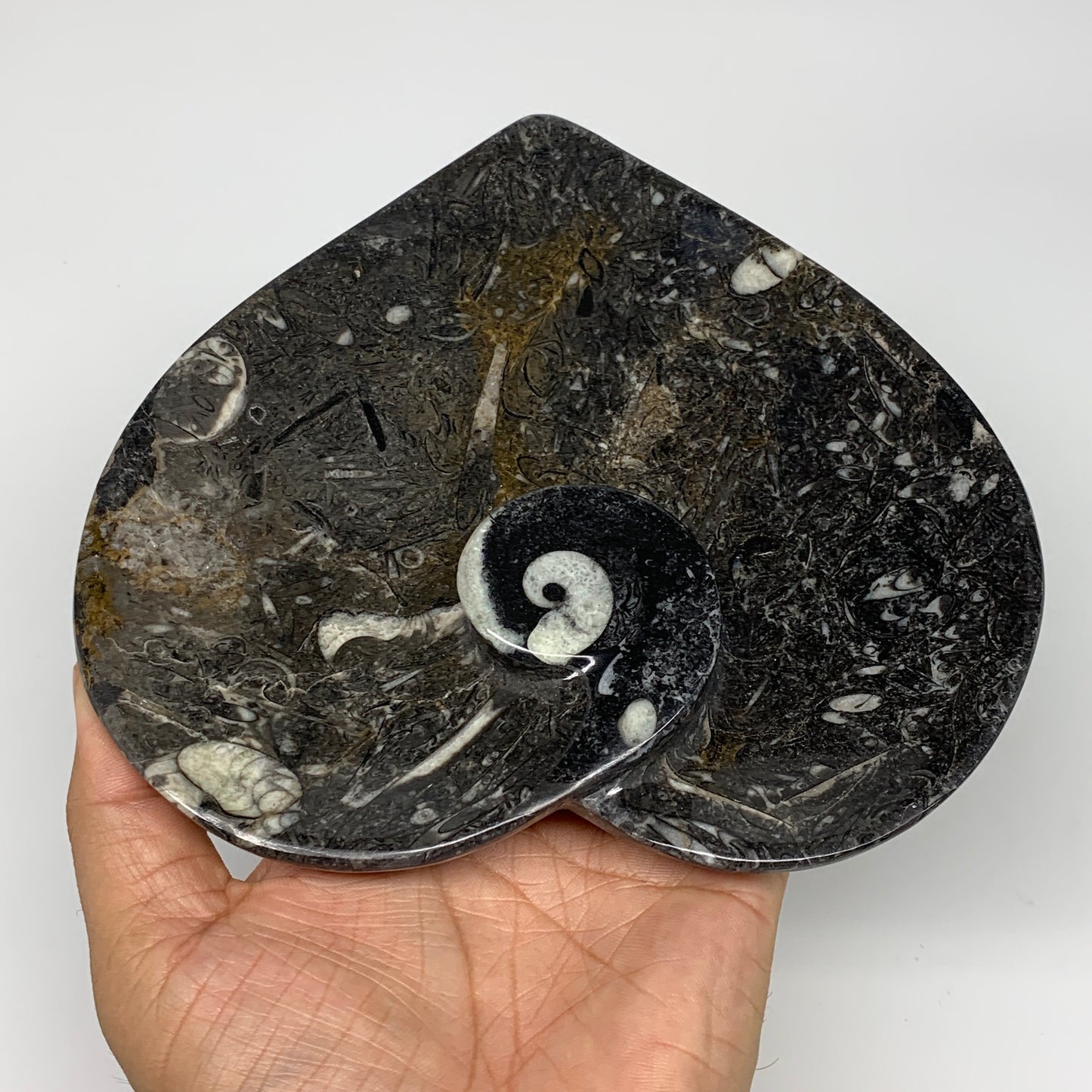 2pcs Set, 6.25"x6.25" Heart Fossils Orthoceras Ammonite Bowls @Morocco, B8478