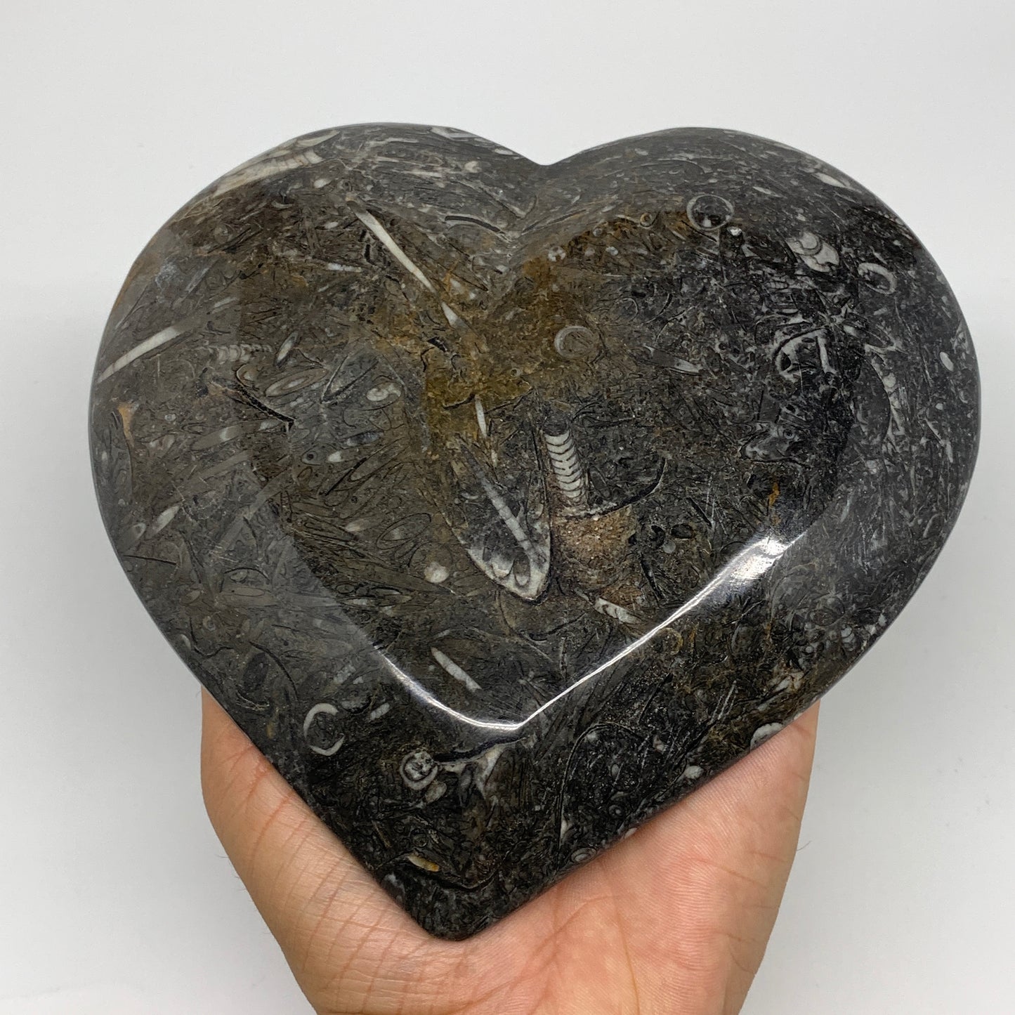 2pcs Set, 6.25"x6.25" Heart Fossils Orthoceras Ammonite Bowls @Morocco, B8478