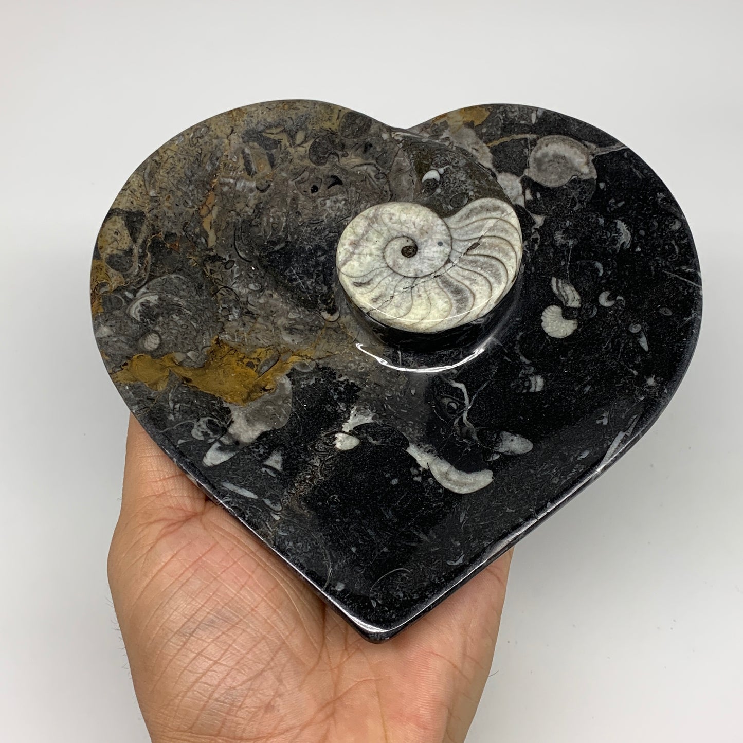 2pcs Set, 6.25"x6.25" Heart Fossils Orthoceras Ammonite Bowls @Morocco, B8478