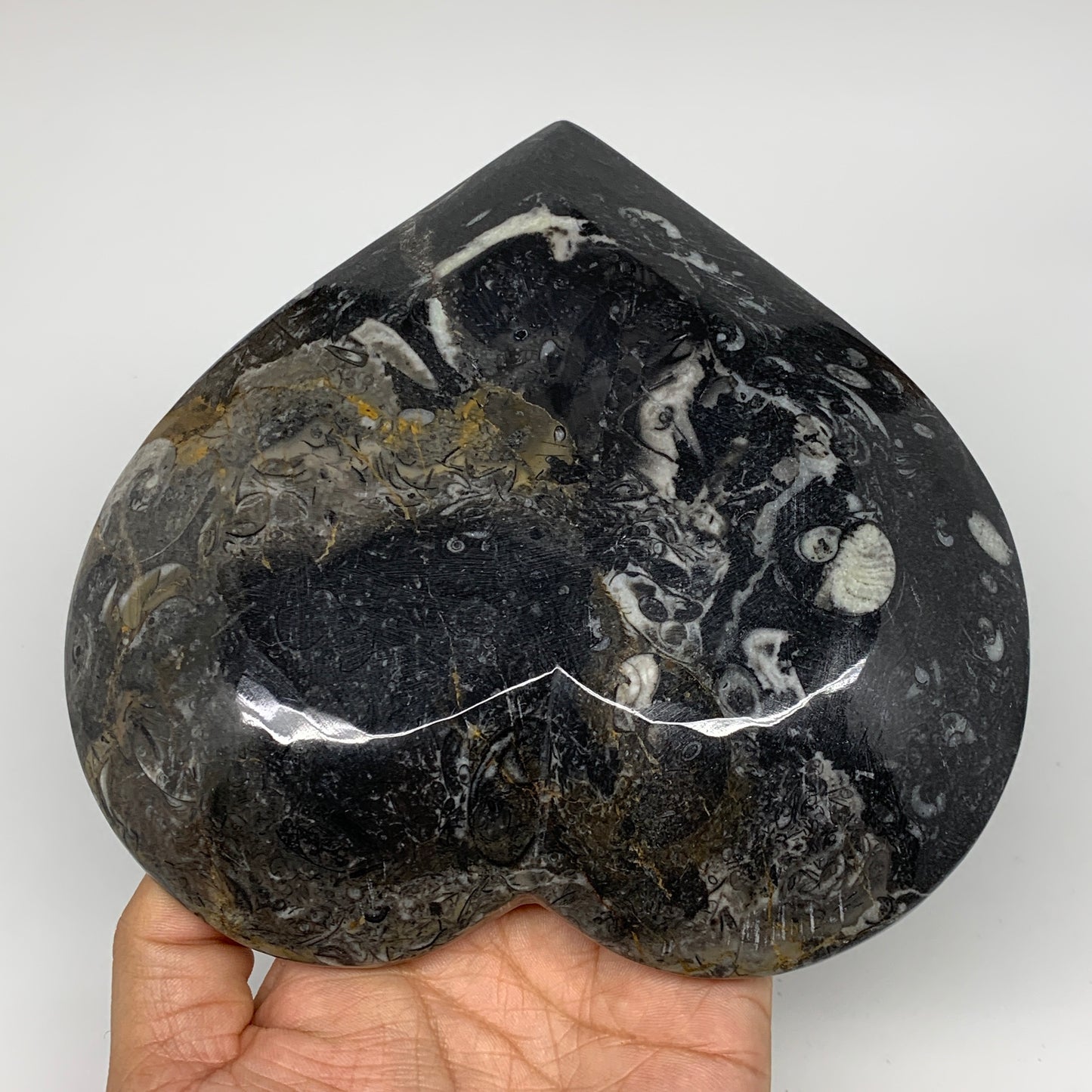 2pcs Set, 6.25"x6.25" Heart Fossils Orthoceras Ammonite Bowls @Morocco, B8478