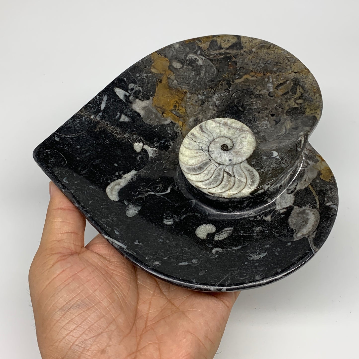 2pcs Set, 6.25"x6.25" Heart Fossils Orthoceras Ammonite Bowls @Morocco, B8478
