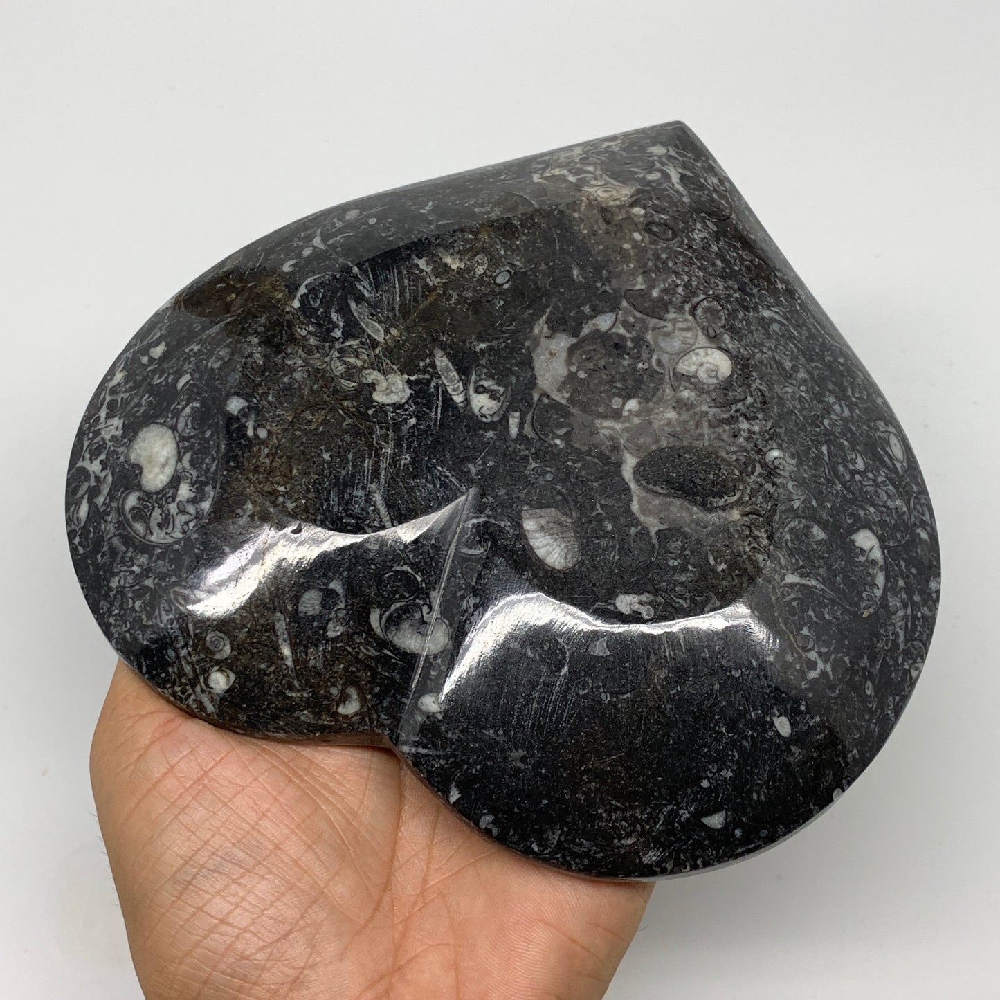 2pcs Set, 6.25"x6.25" Heart Fossils Orthoceras Ammonite Bowls @Morocco, B8480