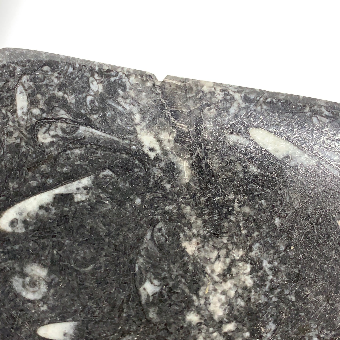 2pcs Set, 6.25"x6.25" Heart Fossils Orthoceras Ammonite Bowls @Morocco, B8481
