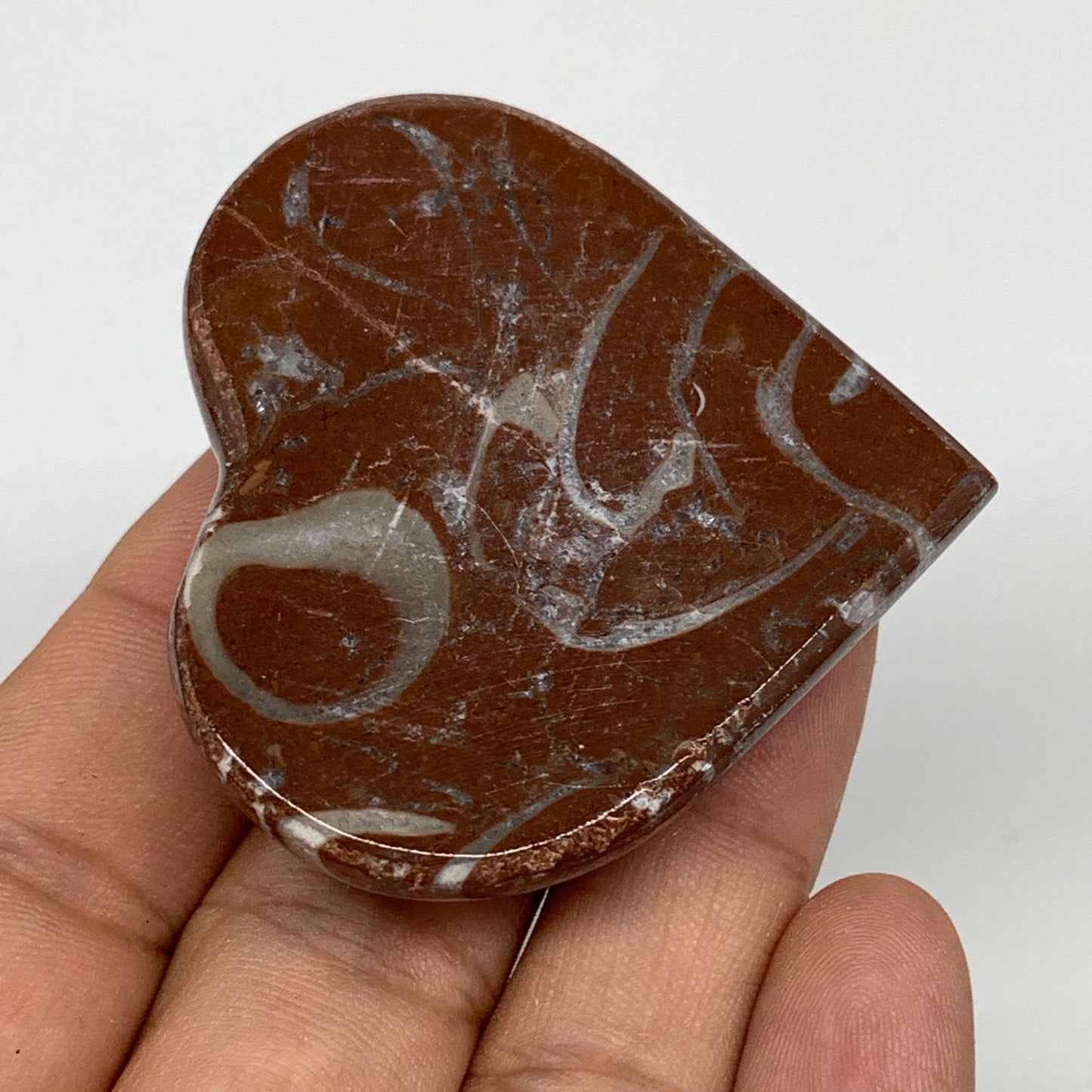 53.4g, 2" x 2.1"x 0.6", Natural Untreated Red Shell Fossils Half Heart @Morocco,