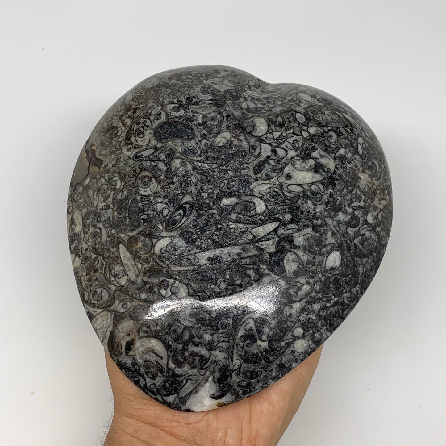 2pcs Set, 6.25"x5.25" Heart Fossils Orthoceras Ammonite Bowls @Morocco, B8485