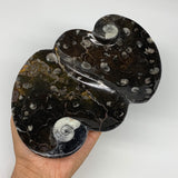 2pcs Set,8.5"x5.5" Double Heart Fossils Orthoceras Ammonite Bowls @Morocco,B8491