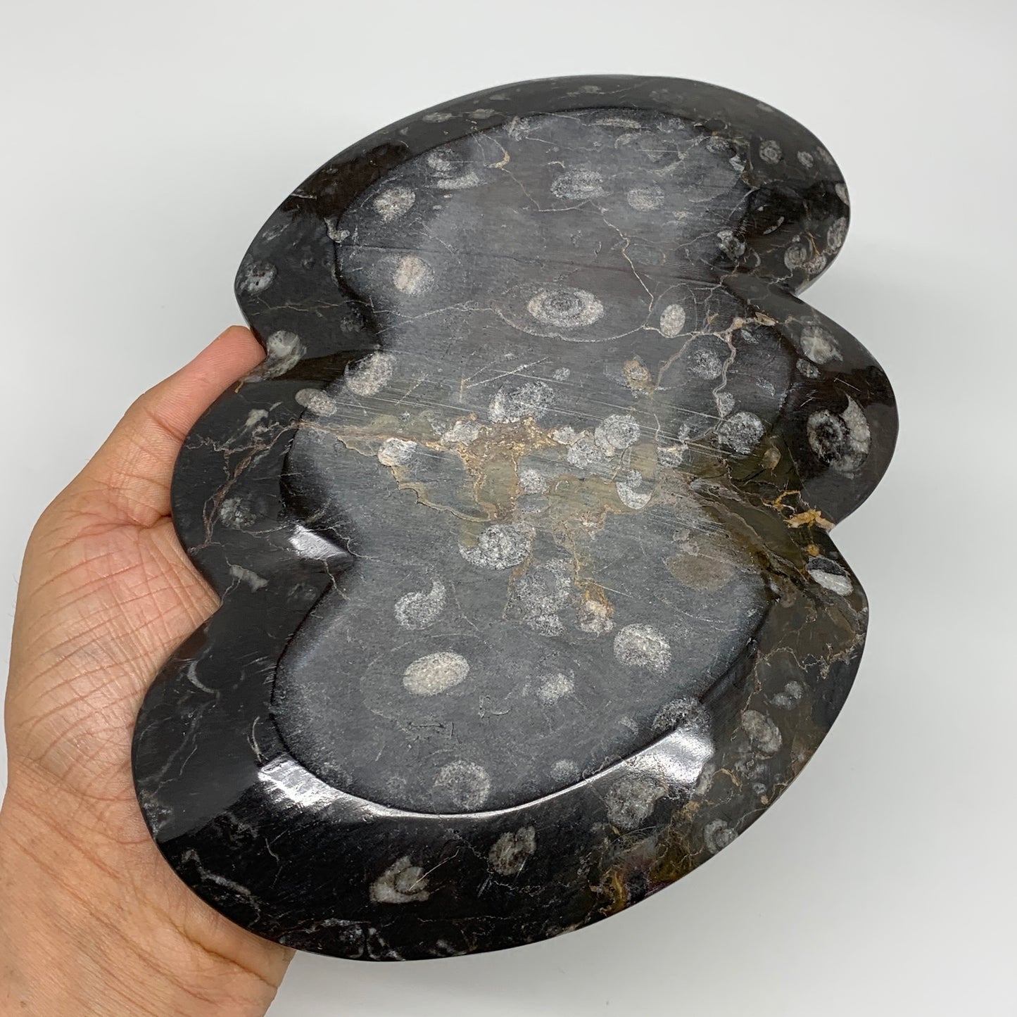 2pcs Set,8.5"x5.5" Double Heart Fossils Orthoceras Ammonite Bowls @Morocco,B8491