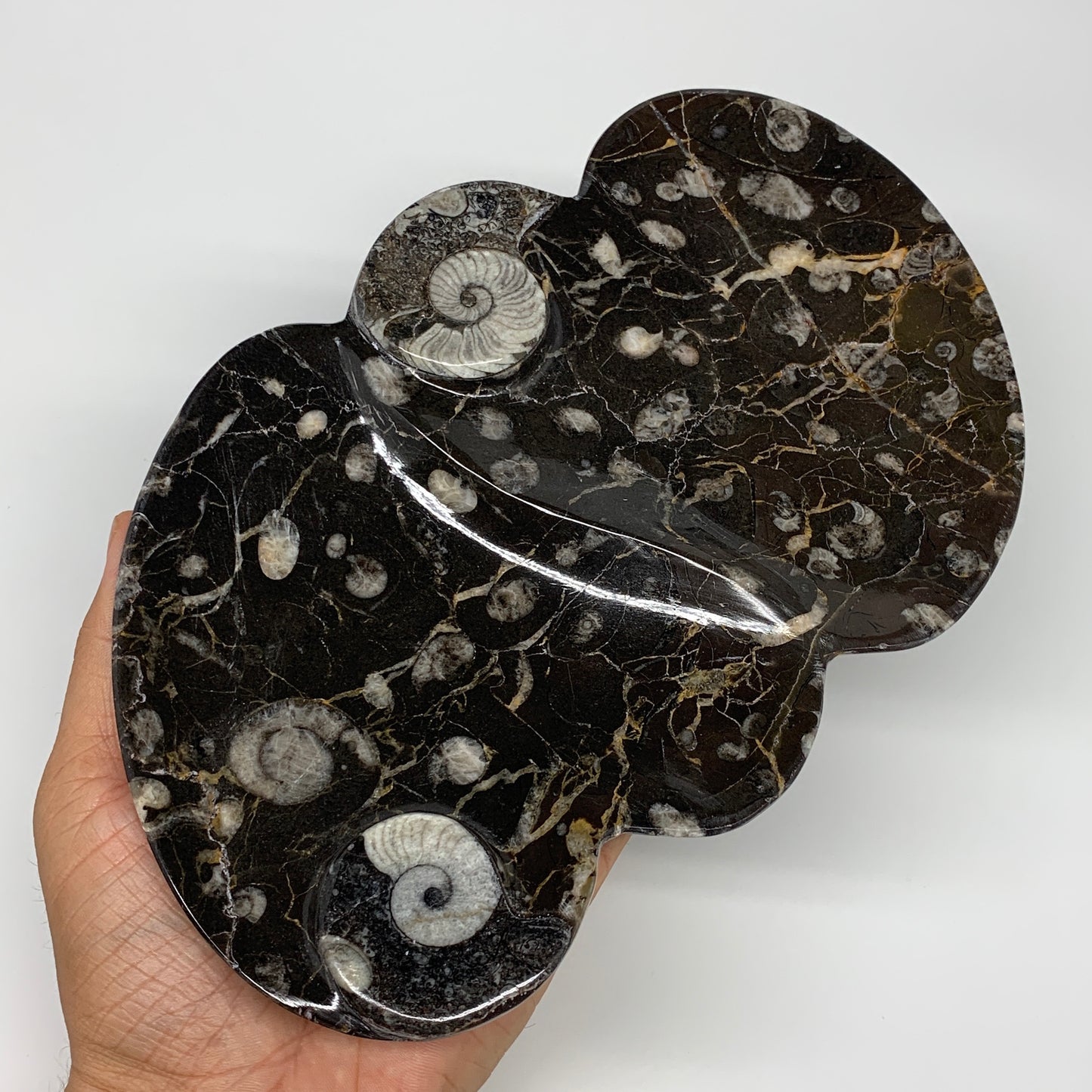 2pcs Set,8.5"x5.5" Double Heart Fossils Orthoceras Ammonite Bowls @Morocco,B8491