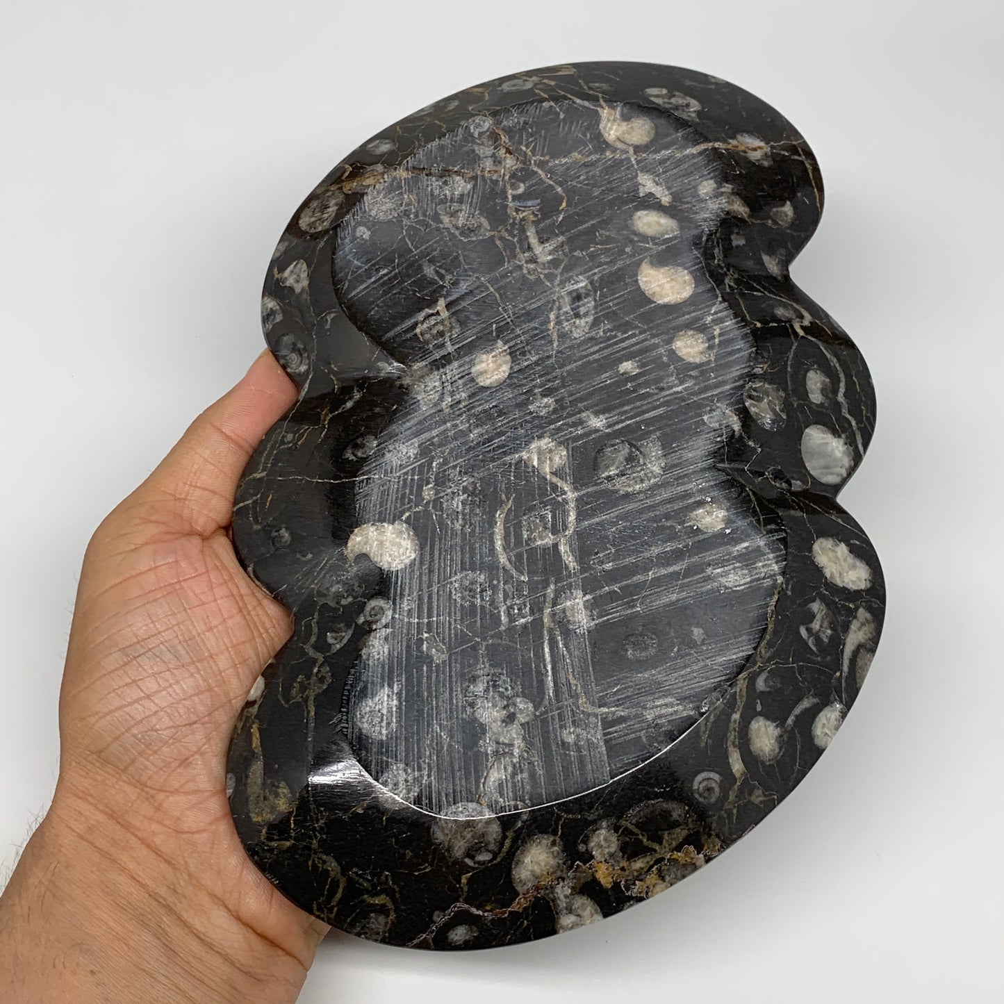 2pcs Set,8.5"x5.5" Double Heart Fossils Orthoceras Ammonite Bowls @Morocco,B8491