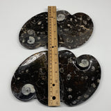 2pcs Set,8.5"x5.5" Double Heart Fossils Orthoceras Ammonite Bowls @Morocco,B8491