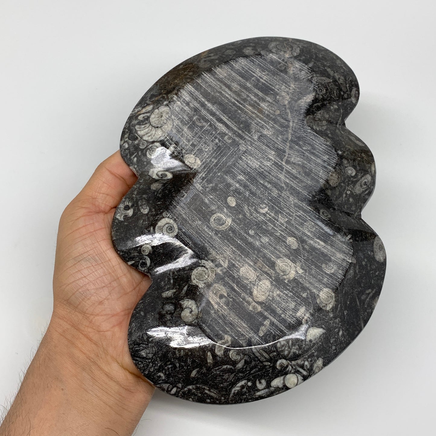 2pcs Set,8.5"x5.5" Double Heart Fossils Orthoceras Ammonite Bowls @Morocco,B8493