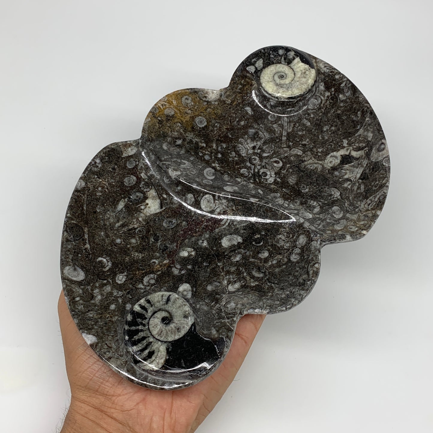 2pcs Set,8.5"x5.5" Double Heart Fossils Orthoceras Ammonite Bowls @Morocco,B8493