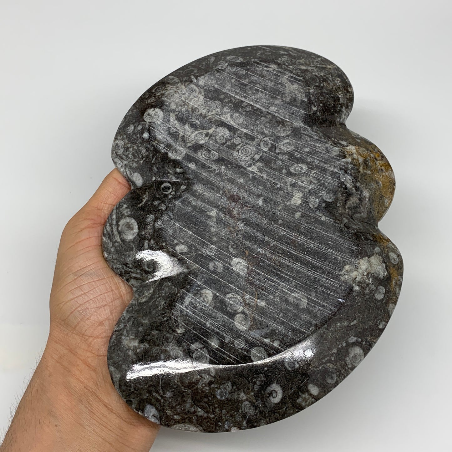 2pcs Set,8.5"x5.5" Double Heart Fossils Orthoceras Ammonite Bowls @Morocco,B8493