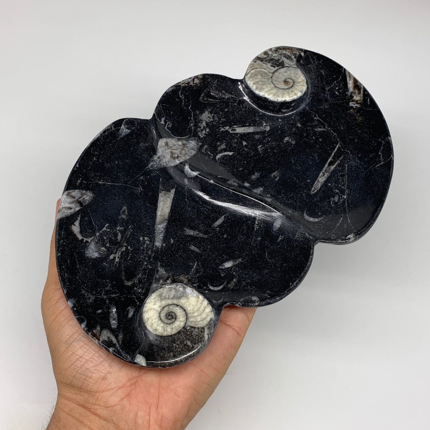 2pcs Set,8.5"x5.5" Double Heart Fossils Orthoceras Ammonite Bowls @Morocco,B8496