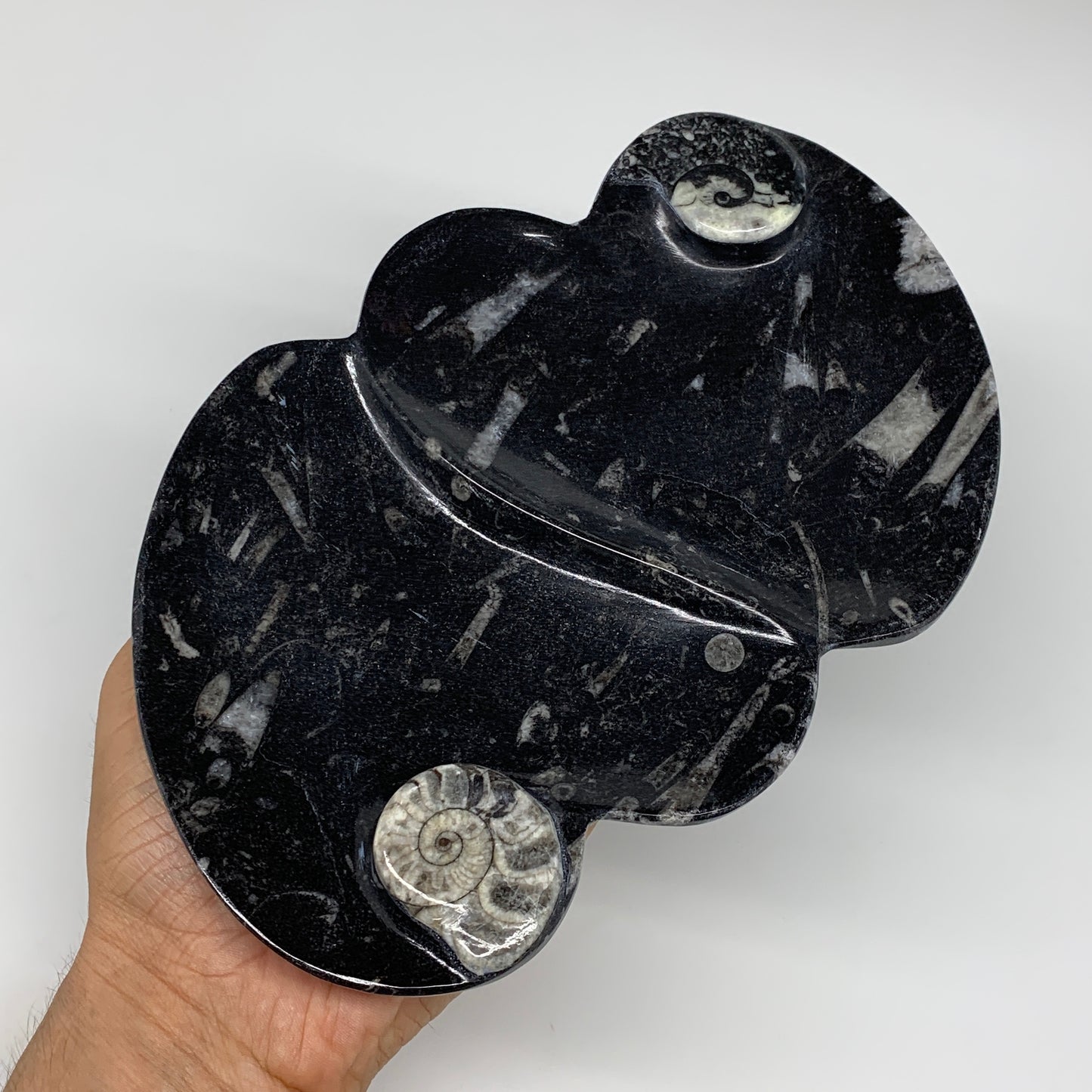 2pcs Set,8.5"x5.5" Double Heart Fossils Orthoceras Ammonite Bowls @Morocco,B8496