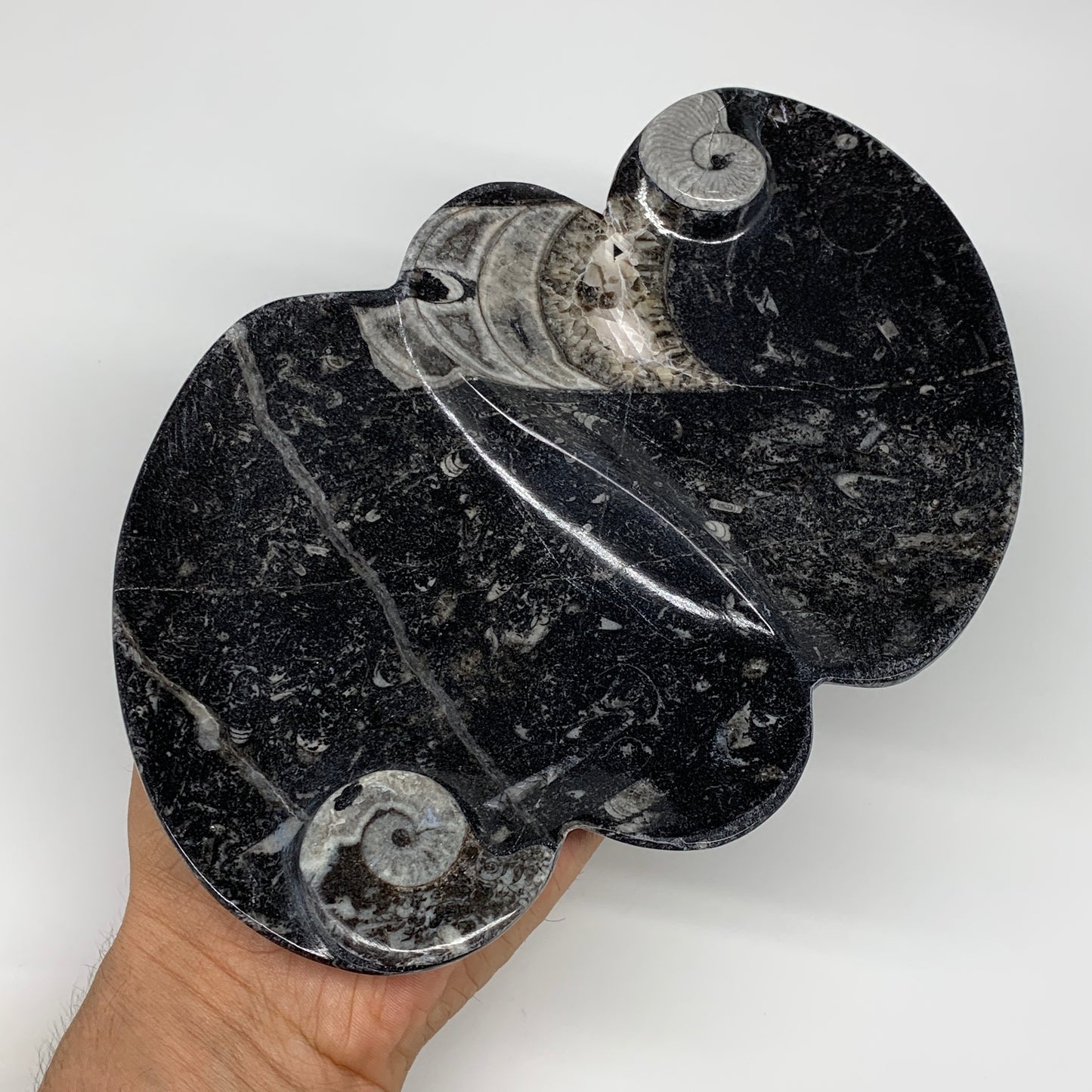 2pcs Set,8.5"x5.5" Double Heart Fossils Orthoceras Ammonite Bowls @Morocco,B8497