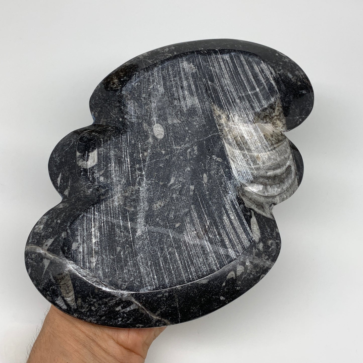 2pcs Set,8.5"x5.5" Double Heart Fossils Orthoceras Ammonite Bowls @Morocco,B8497