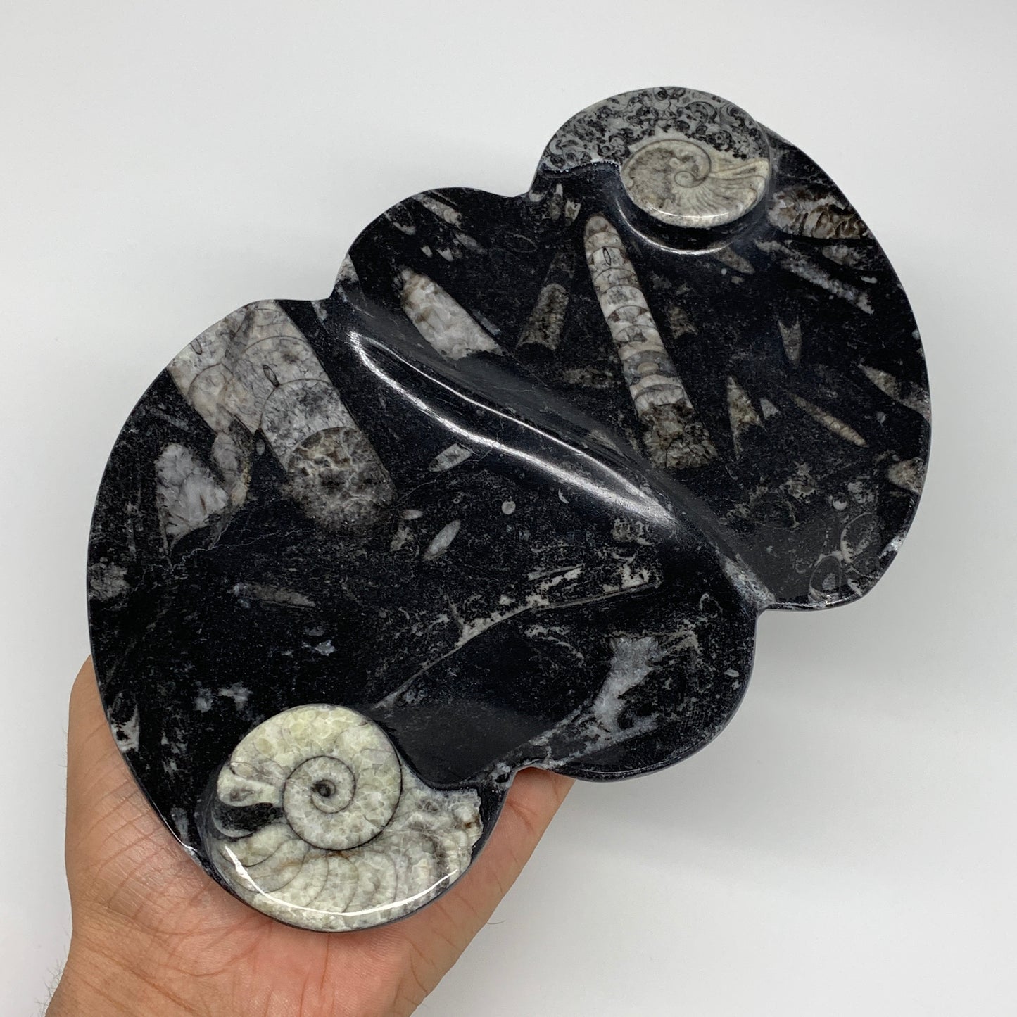 2pcs Set,8.5"x5.5" Double Heart Fossils Orthoceras Ammonite Bowls @Morocco,B8497