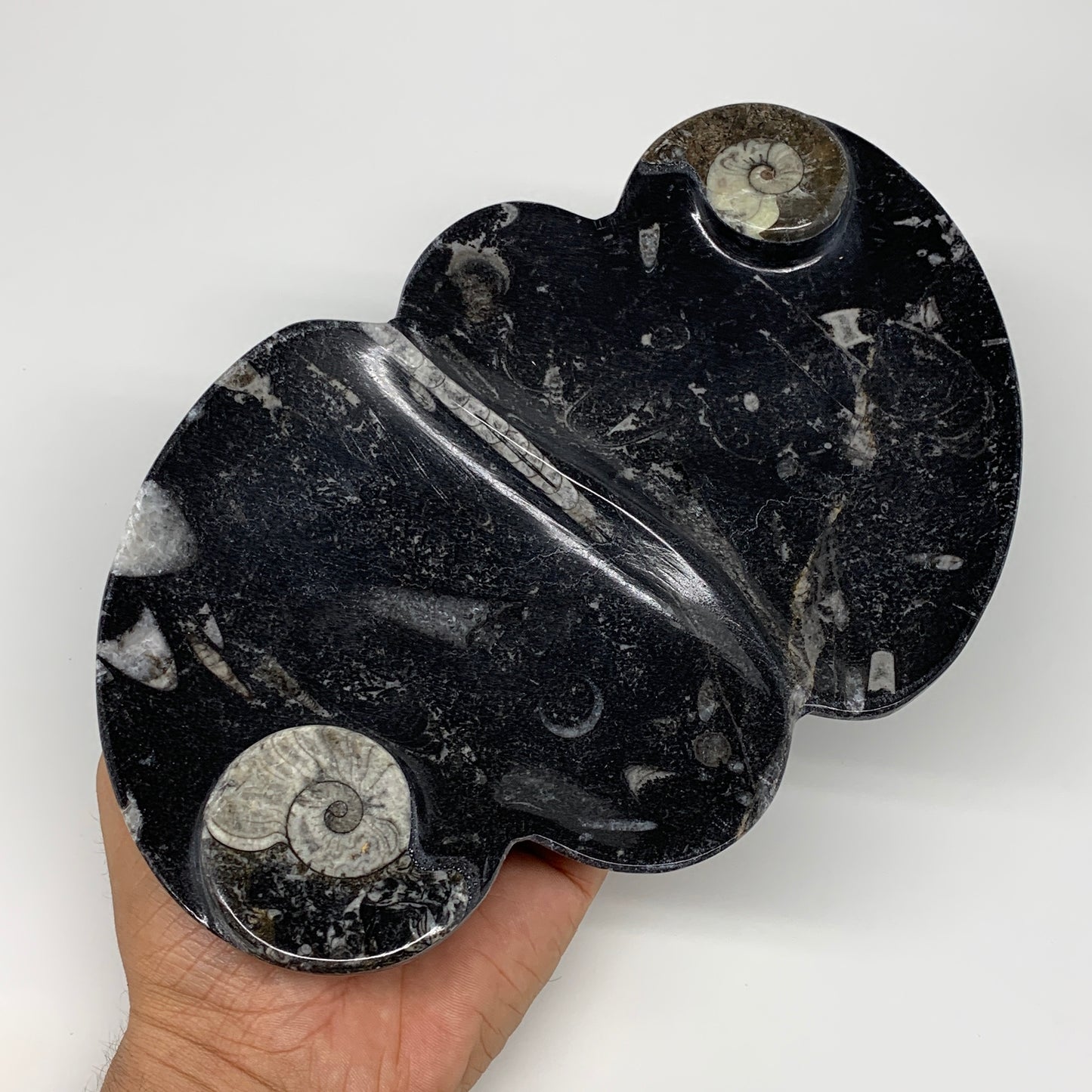 2pcs Set,8.5"x5.5" Double Heart Fossils Orthoceras Ammonite Bowls @Morocco,B8499