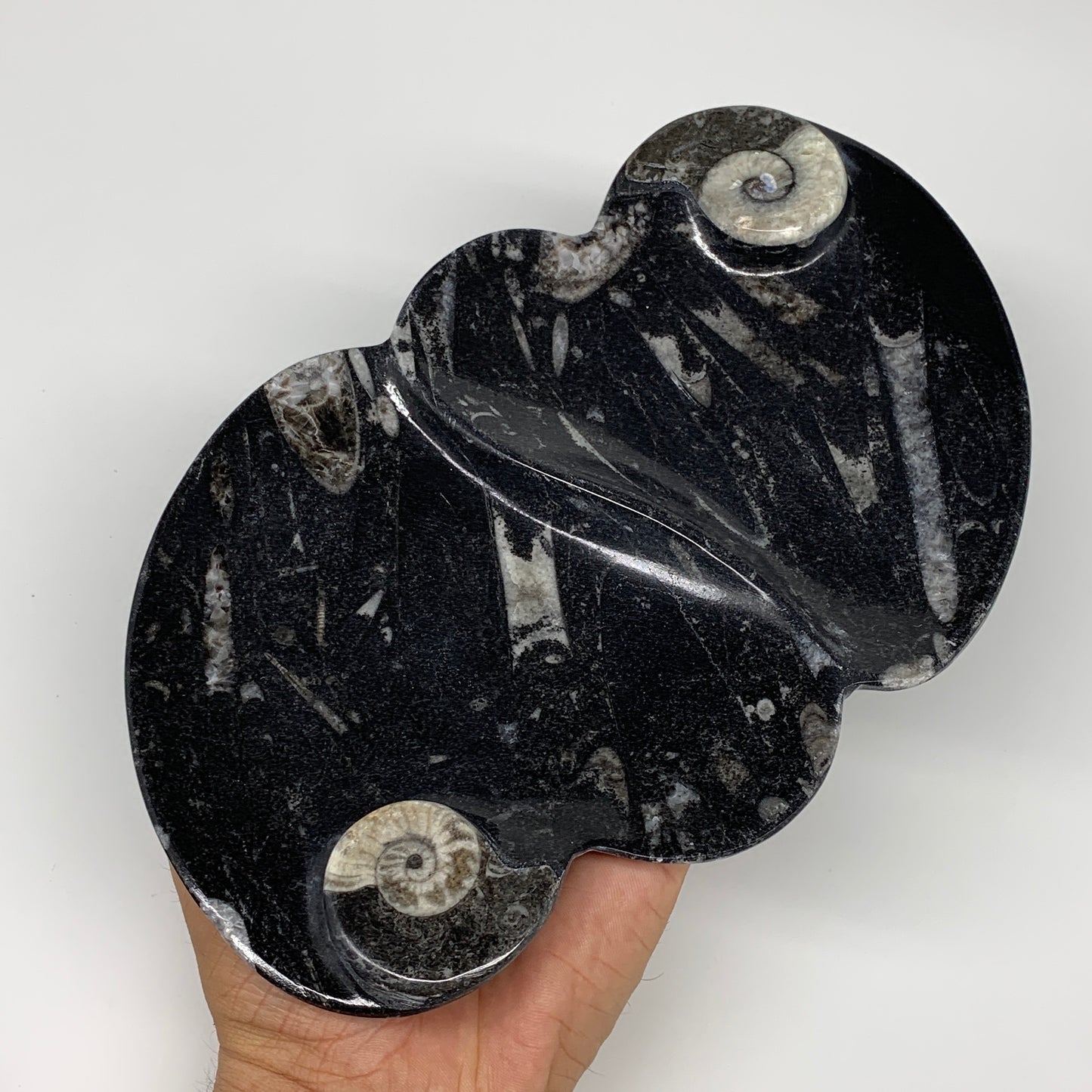 2pcs Set,8.5"x5.5" Double Heart Fossils Orthoceras Ammonite Bowls @Morocco,B8499