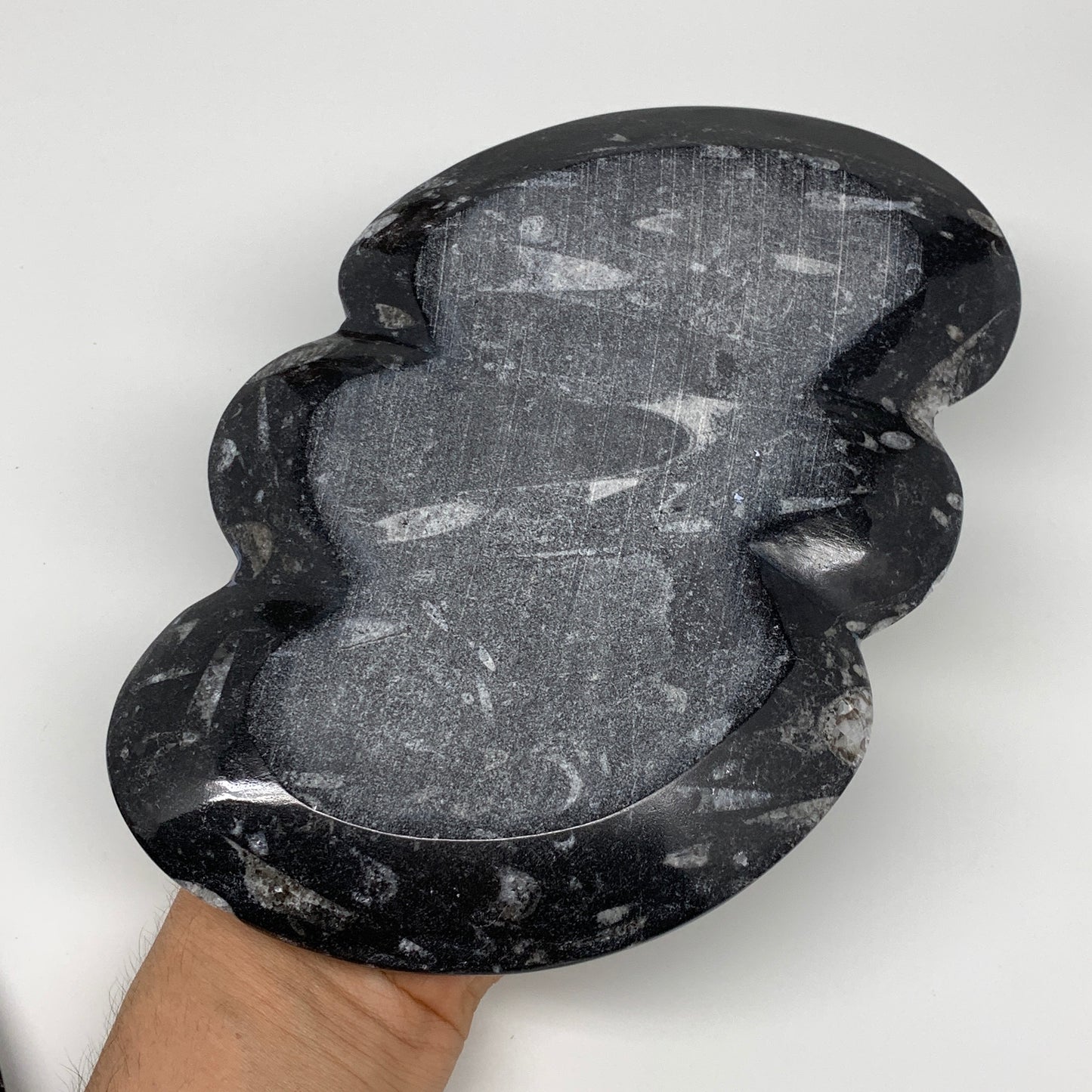 2pcs Set,8.5"x5.5" Double Heart Fossils Orthoceras Ammonite Bowls @Morocco,B8499