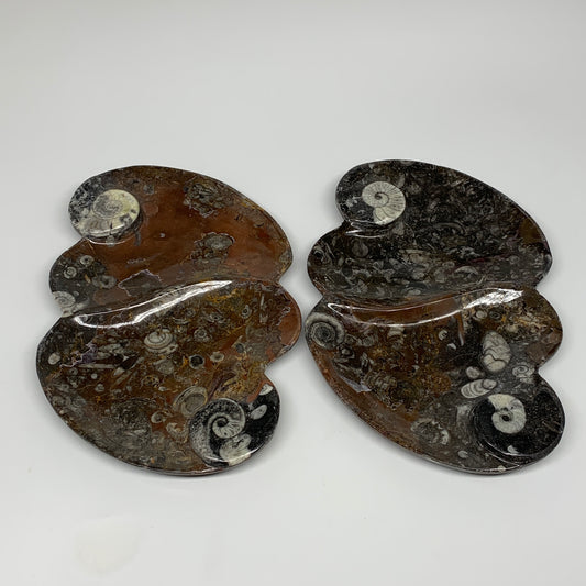 2pcs Set,8.5"x5.5" Double Heart Fossils Orthoceras Ammonite Bowls @Morocco,B8511