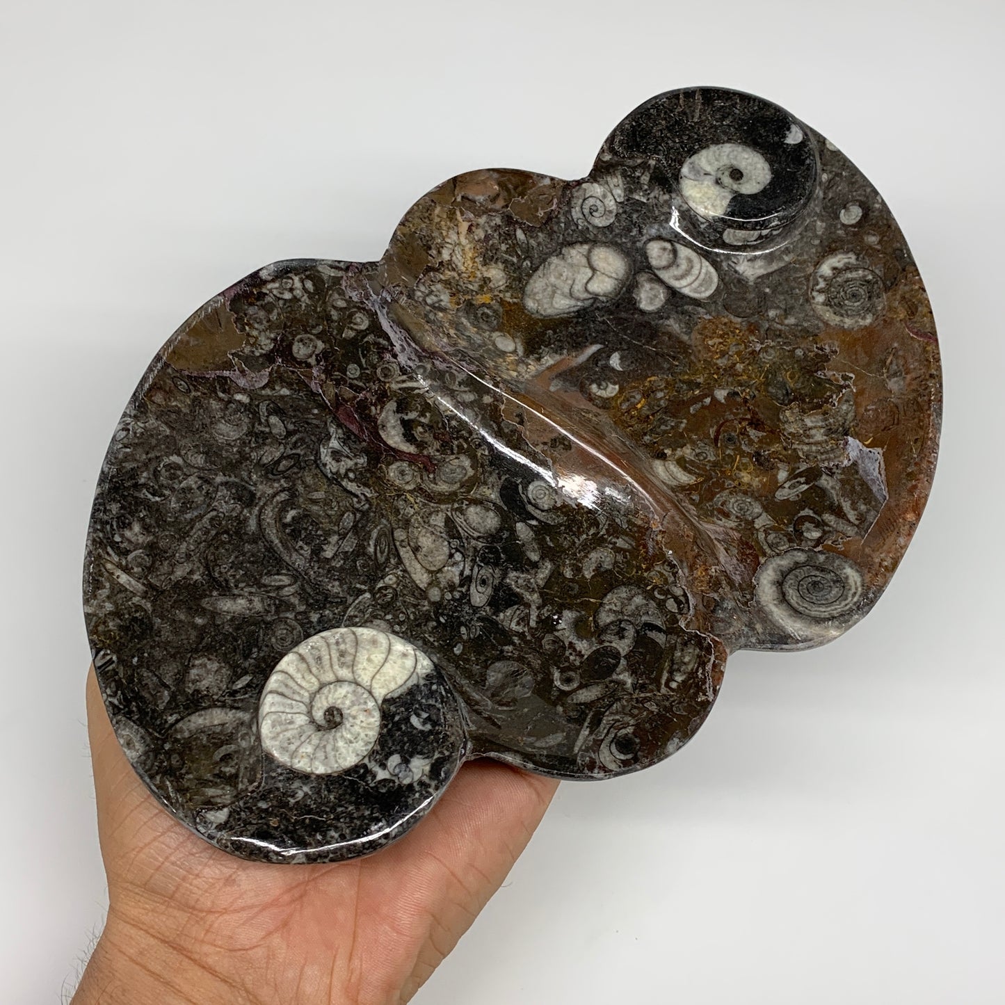2pcs Set,8.5"x5.5" Double Heart Fossils Orthoceras Ammonite Bowls @Morocco,B8511