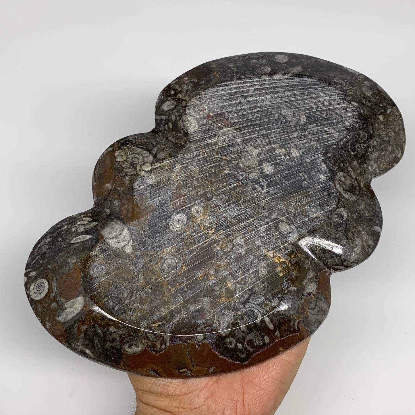 2pcs Set,8.5"x5.5" Double Heart Fossils Orthoceras Ammonite Bowls @Morocco,B8511