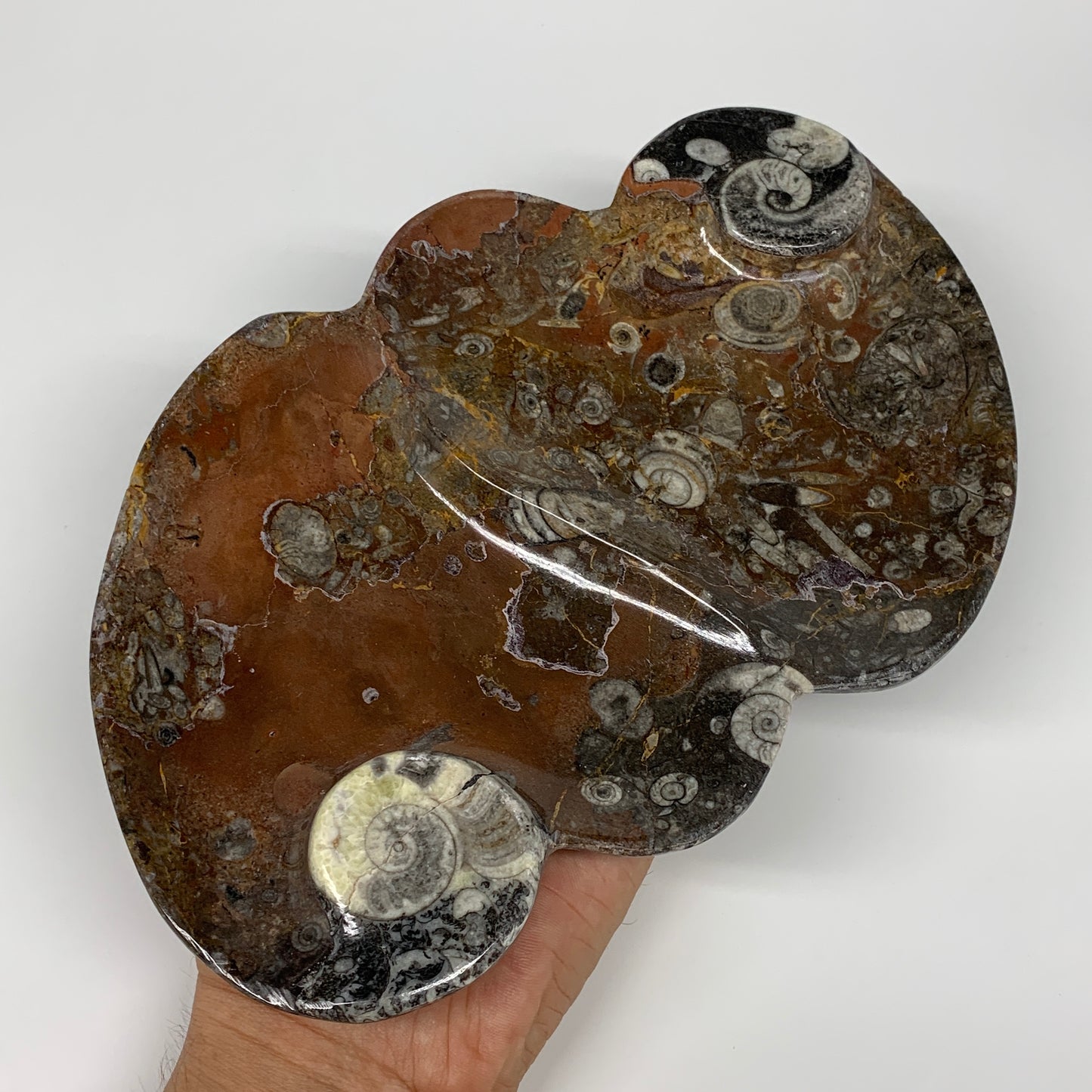 2pcs Set,8.5"x5.5" Double Heart Fossils Orthoceras Ammonite Bowls @Morocco,B8511