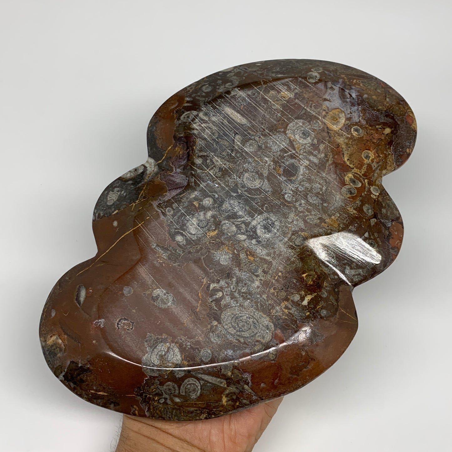 2pcs Set,8.5"x5.5" Double Heart Fossils Orthoceras Ammonite Bowls @Morocco,B8511