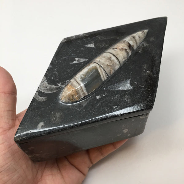 580g, 6.5"x3.75" Marquise Fossils Orthoceras Black Jewelry Box @Morocco, MF991 - watangem.com