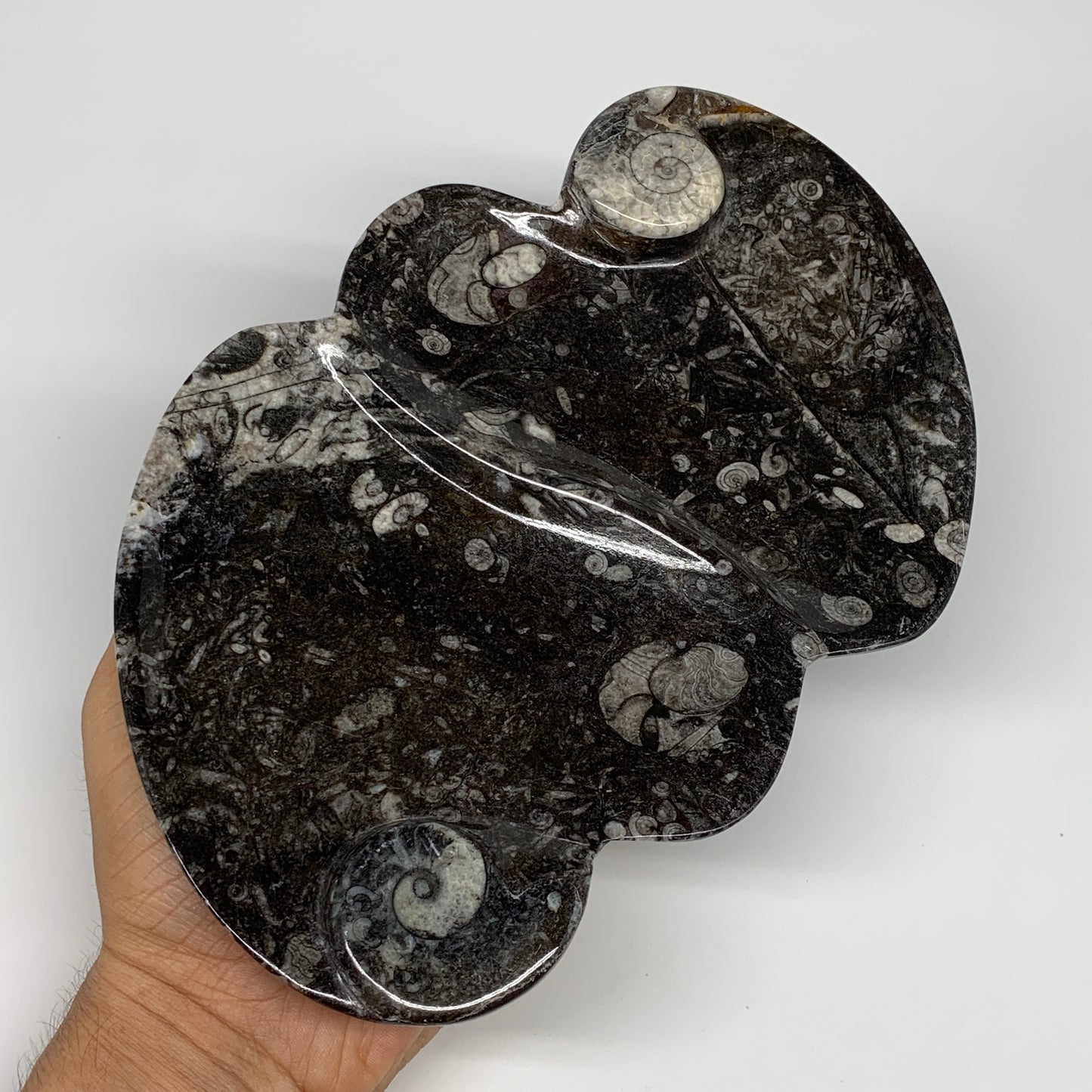 2pcs Set,8.5"x5.5" Double Heart Fossils Orthoceras Ammonite Bowls @Morocco,B8513