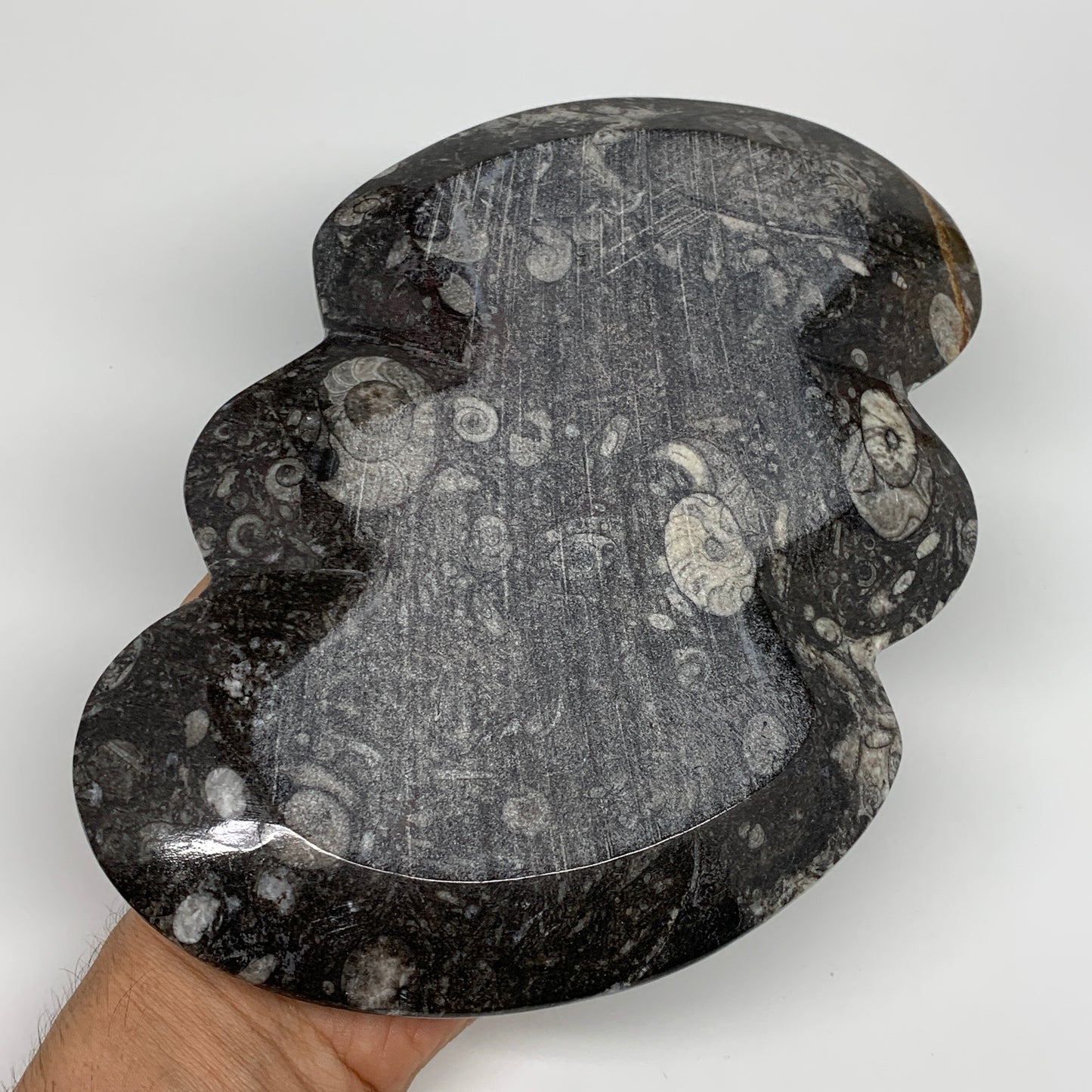 2pcs Set,8.5"x5.5" Double Heart Fossils Orthoceras Ammonite Bowls @Morocco,B8513