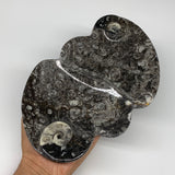 2pcs Set,8.5"x5.5" Double Heart Fossils Orthoceras Ammonite Bowls @Morocco,B8513