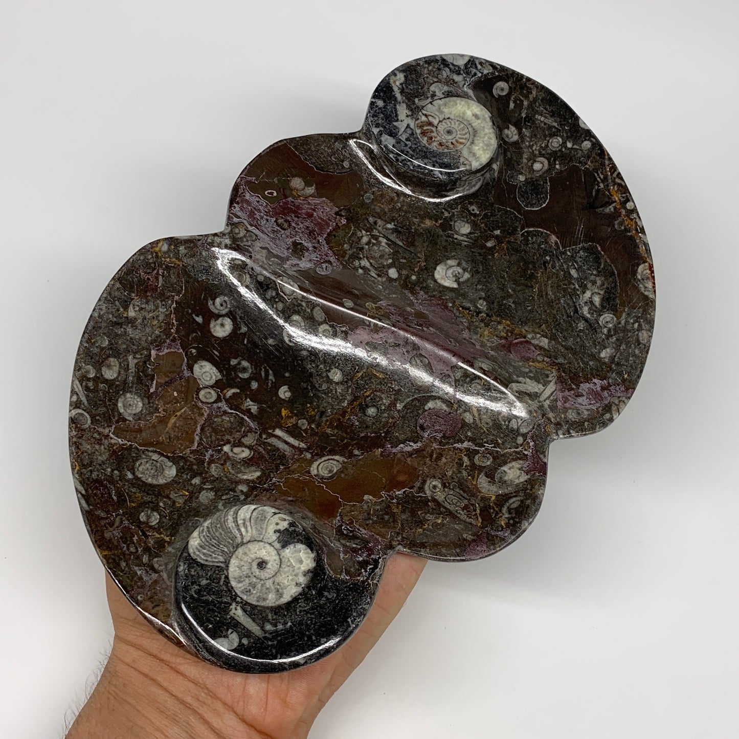 2pcs Set,8.5"x5.5" Double Heart Fossils Orthoceras Ammonite Bowls @Morocco,B8515