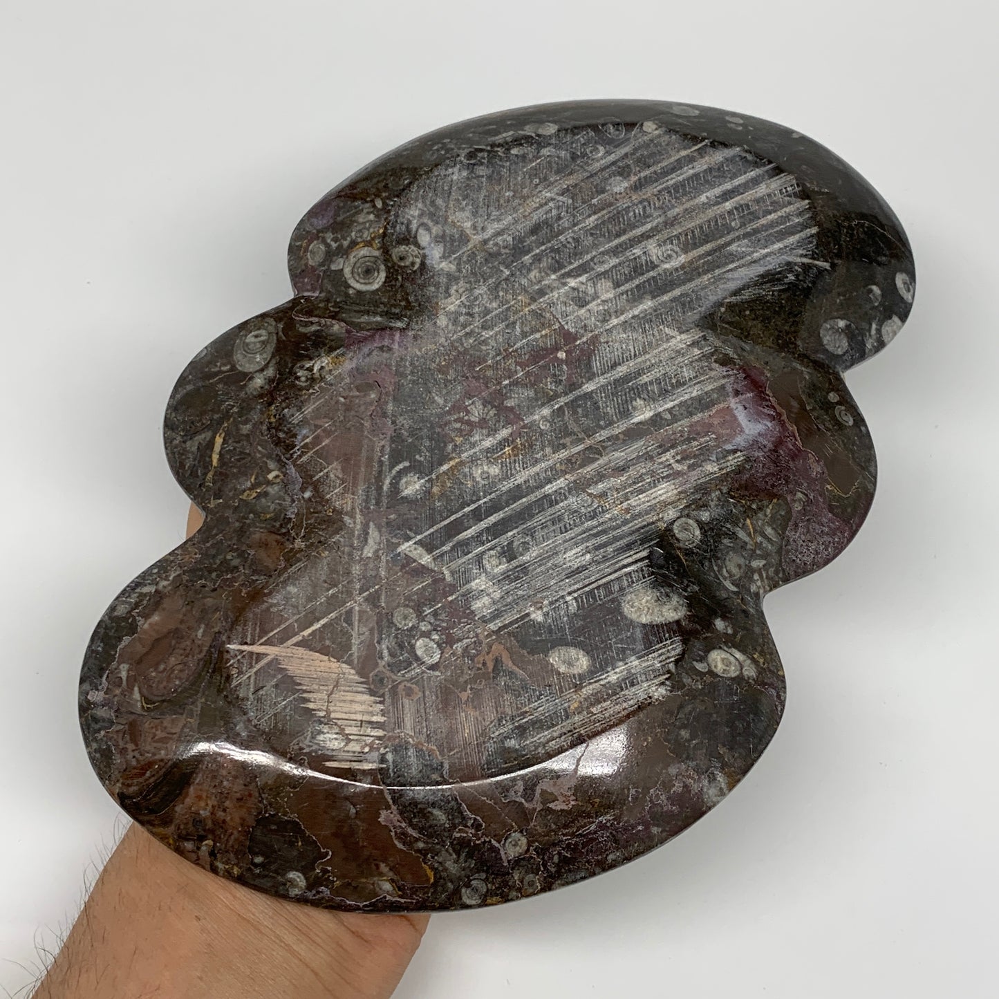 2pcs Set,8.5"x5.5" Double Heart Fossils Orthoceras Ammonite Bowls @Morocco,B8515