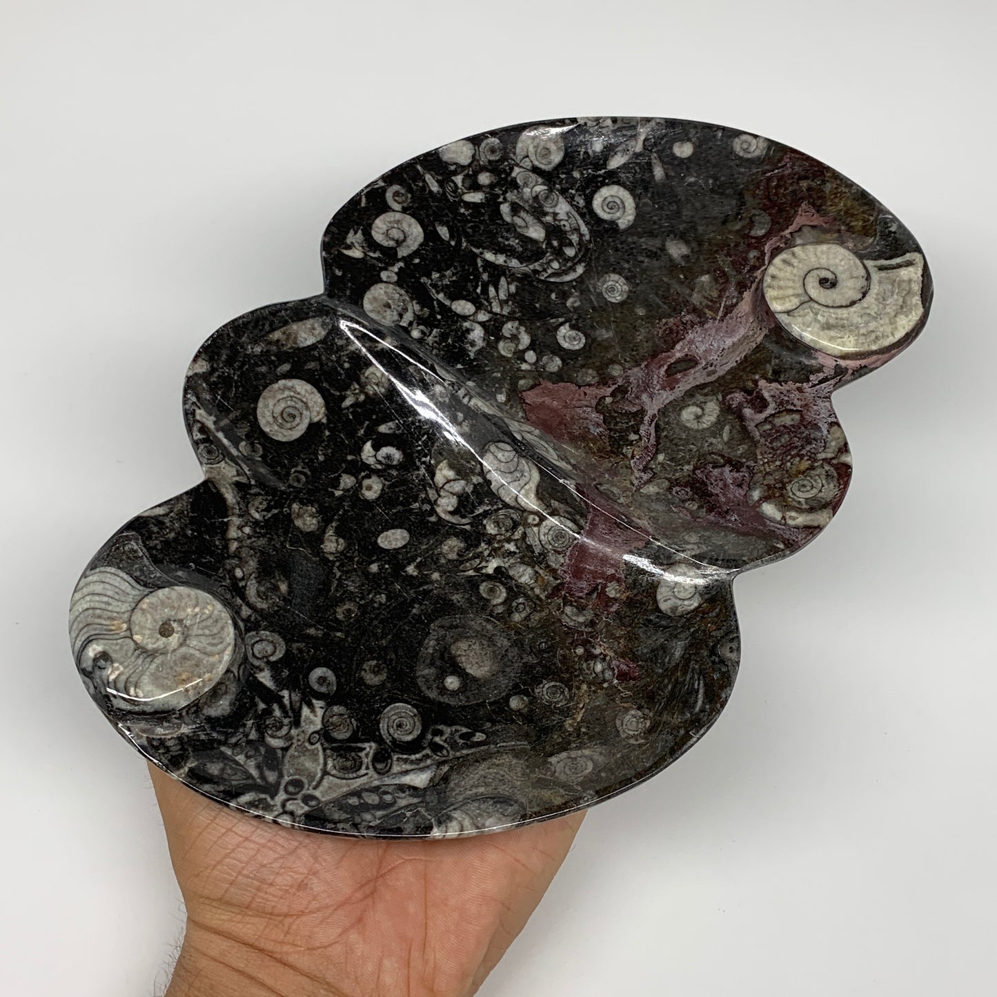 2pcs Set,8.5"x5.5" Double Heart Fossils Orthoceras Ammonite Bowls @Morocco,B8517