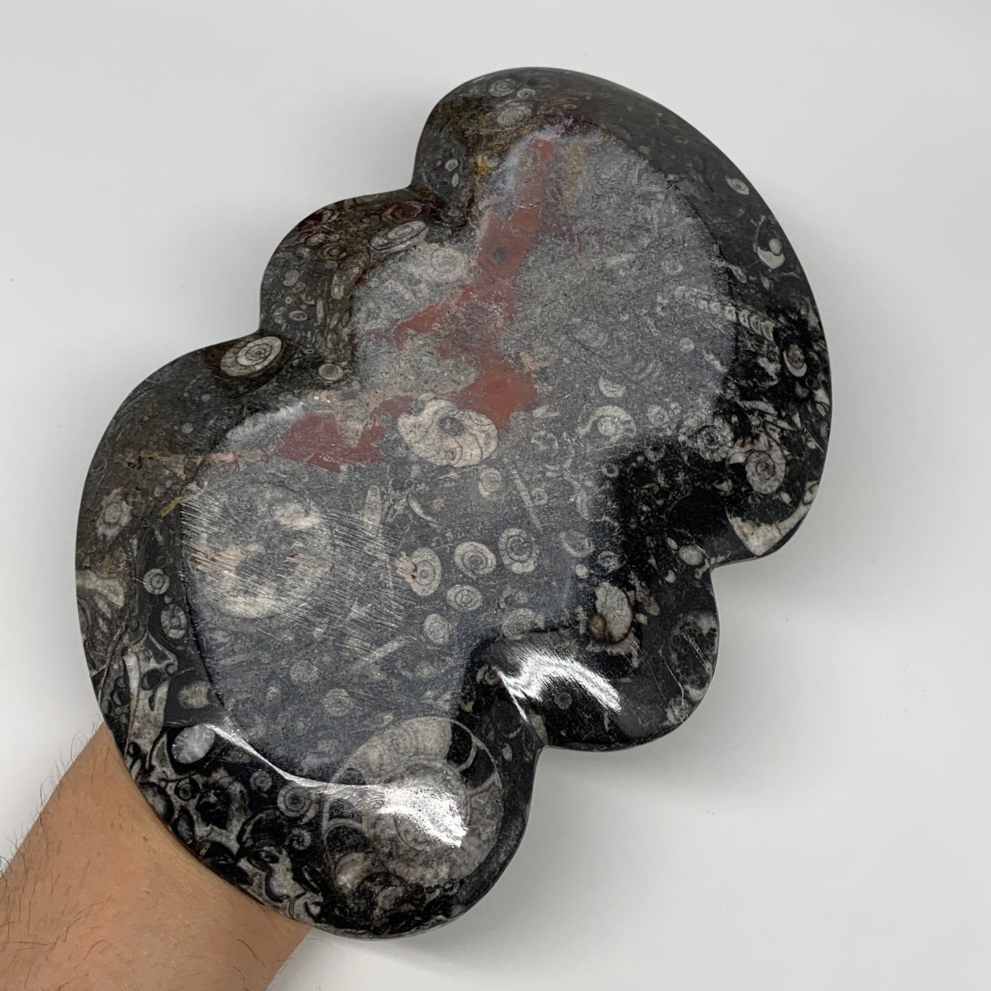2pcs Set,8.5"x5.5" Double Heart Fossils Orthoceras Ammonite Bowls @Morocco,B8517