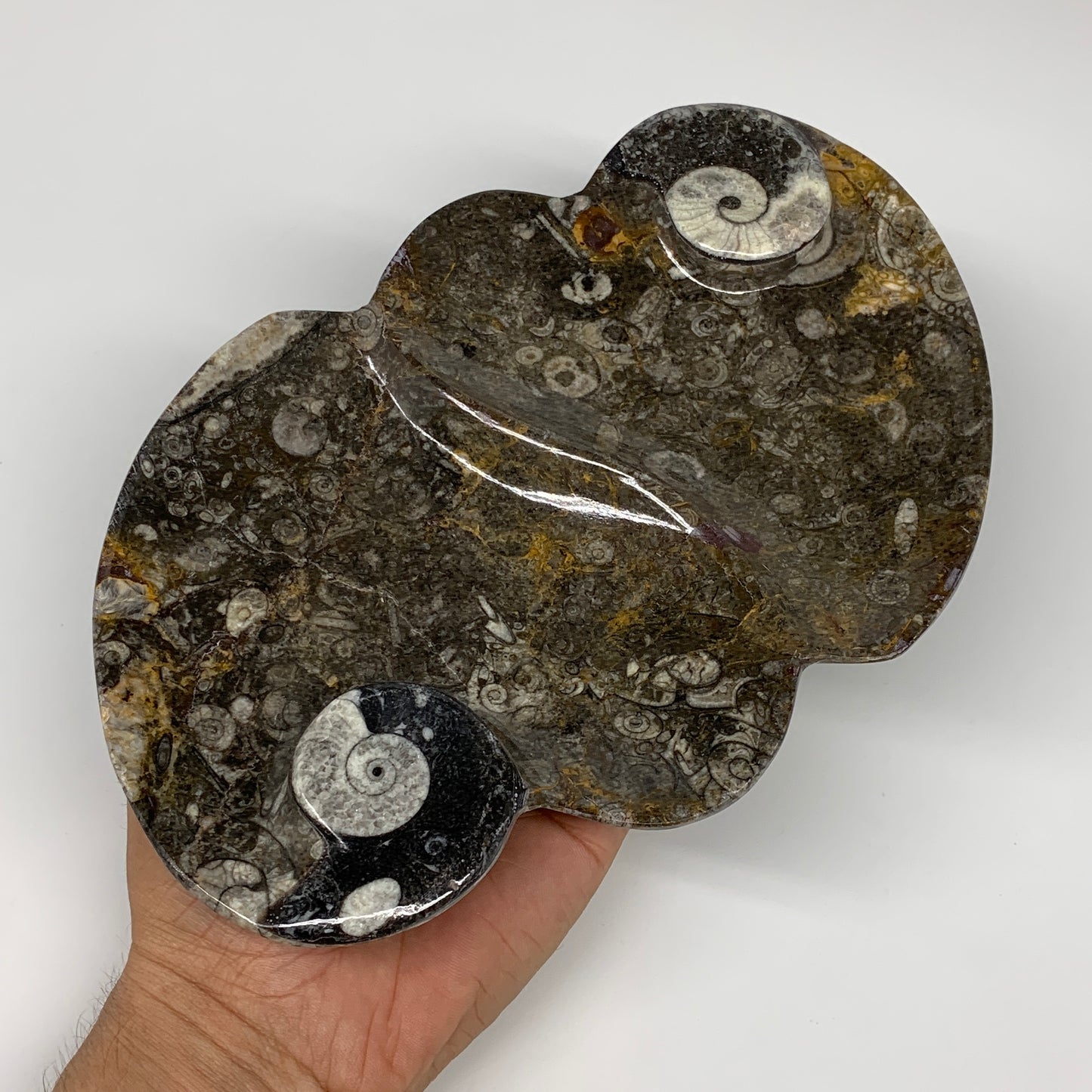 2pcs Set,8.5"x5.5" Double Heart Fossils Orthoceras Ammonite Bowls @Morocco,B8517